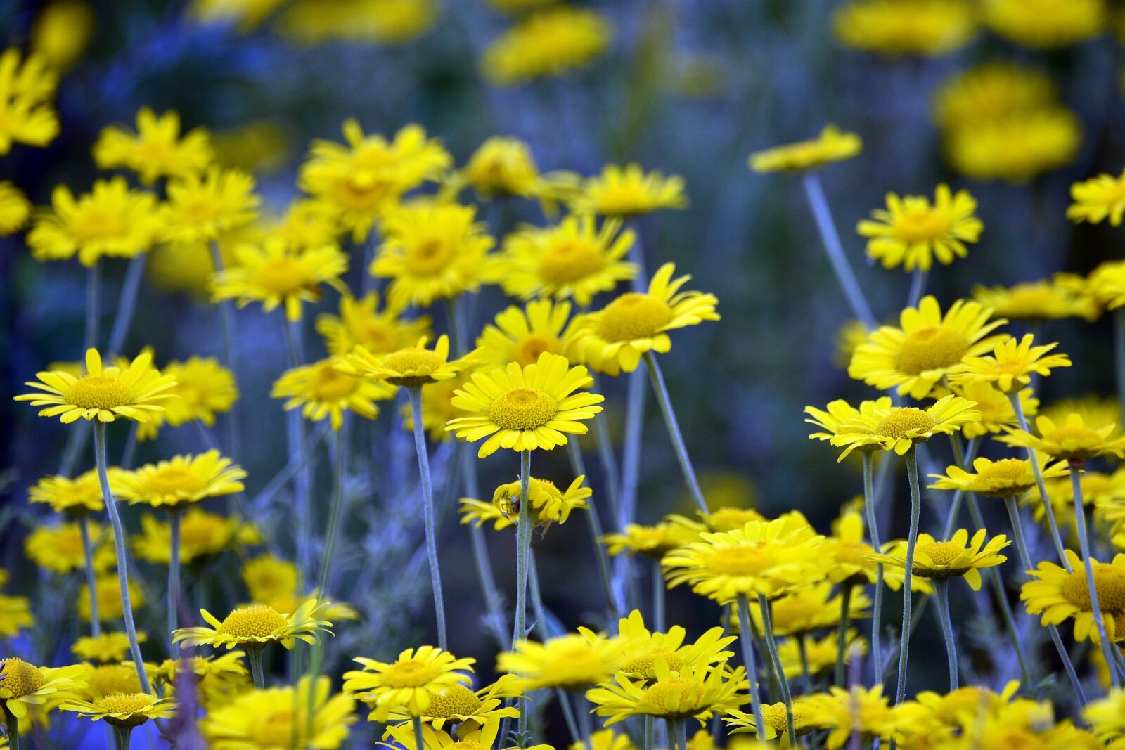 Nikon D3400 sample photo. Flower, flowers, meadow photography