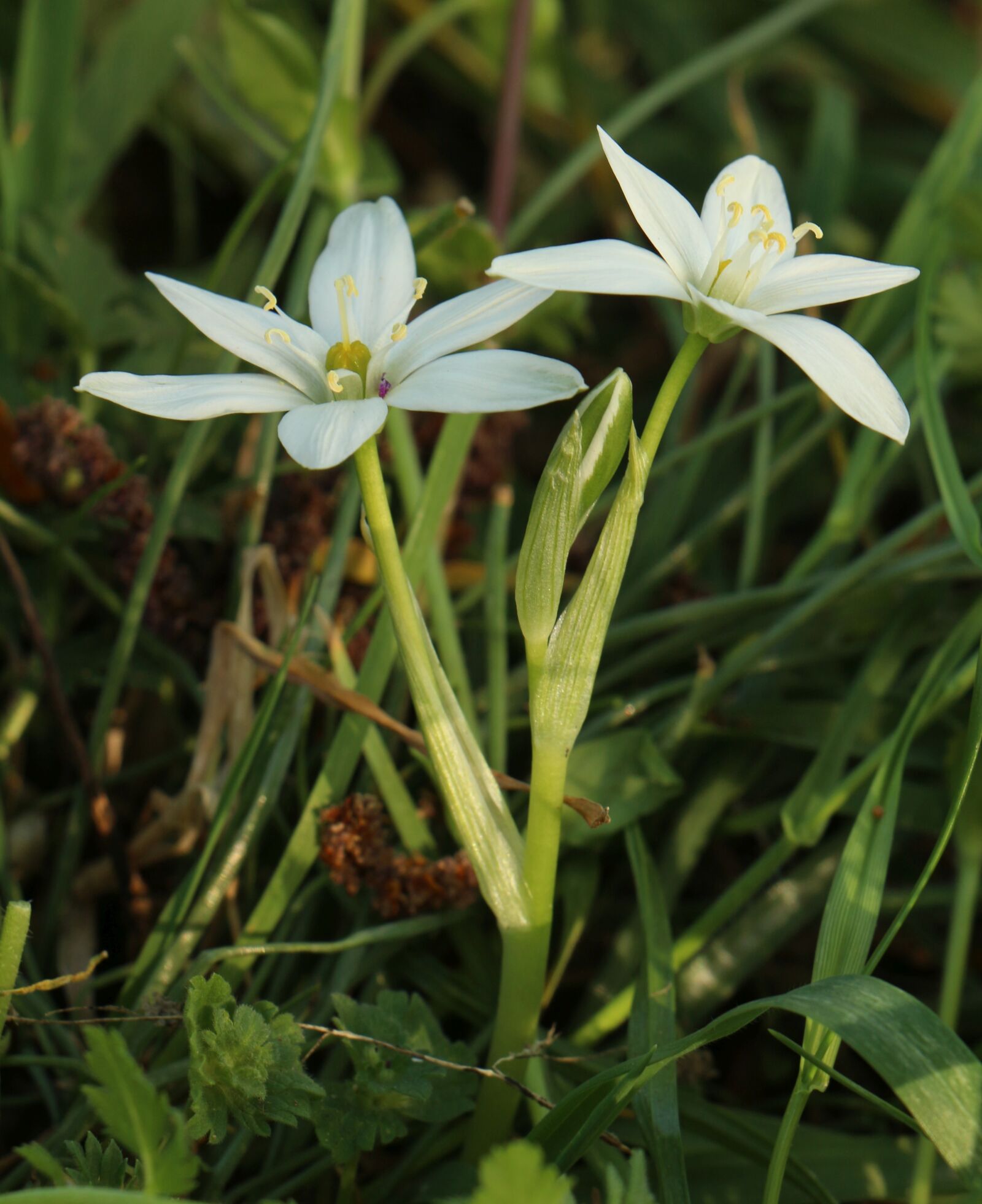 Canon EOS 700D (EOS Rebel T5i / EOS Kiss X7i) sample photo. Shaded floating island, ornithogalum photography