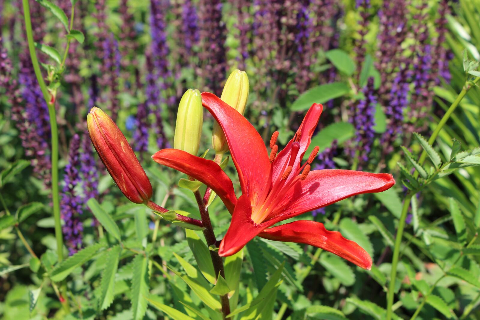 Canon EOS 700D (EOS Rebel T5i / EOS Kiss X7i) sample photo. Flower, red, garden photography