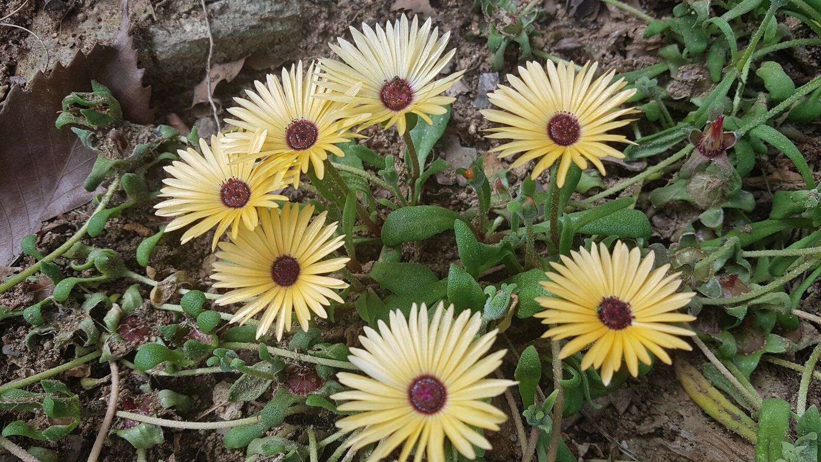 Samsung Galaxy S7 sample photo. Yellow flowers, flowers, sunflower photography