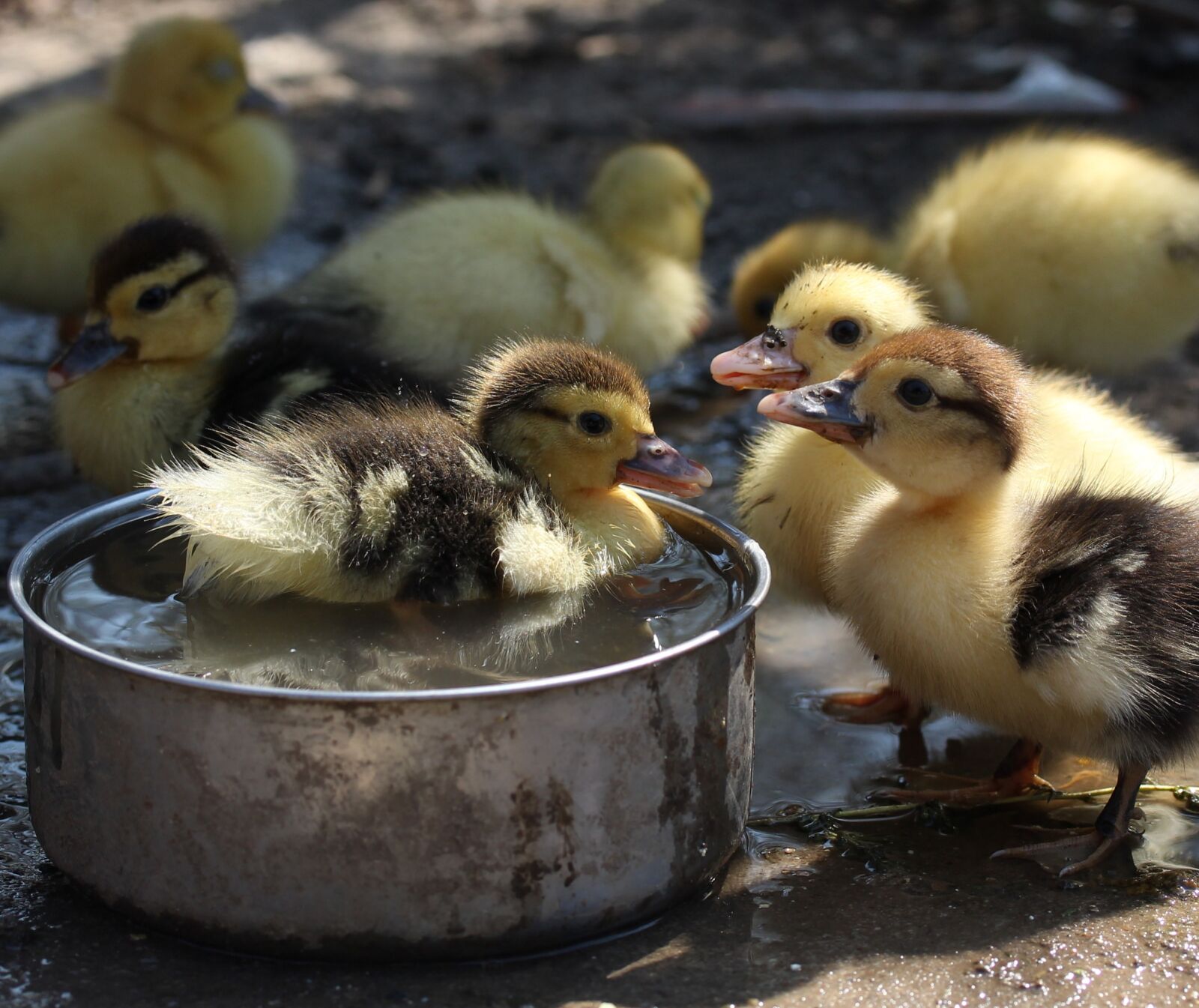 Canon EF-S 60mm F2.8 Macro USM sample photo. Duckling, fluffy, cute photography