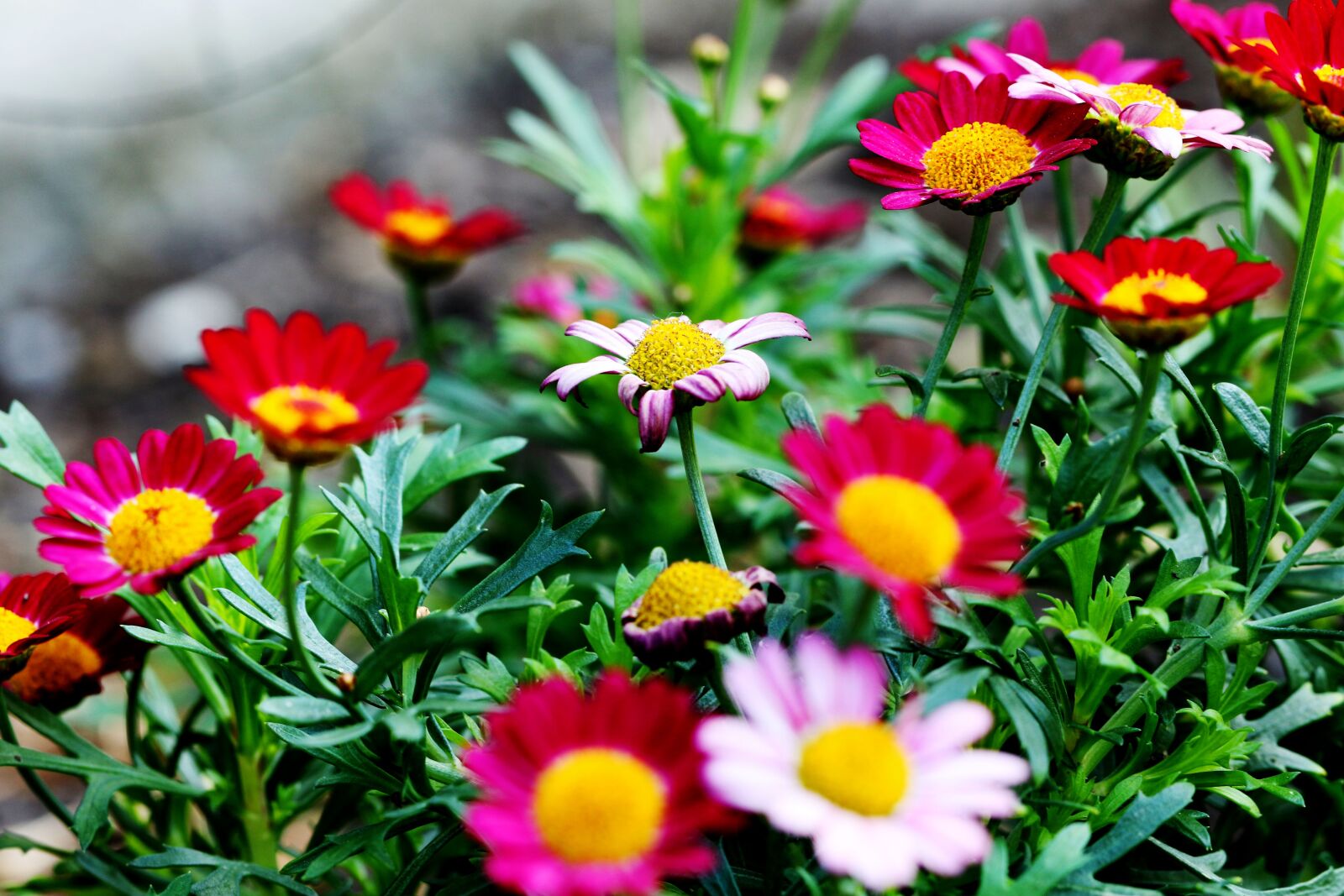 Canon EOS 7D Mark II sample photo. Flowers, summer flowers, garden photography