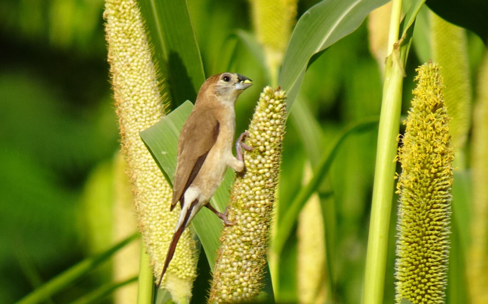 Sony DSC-WX800 sample photo. Bird, indian silverbill, white-throated photography