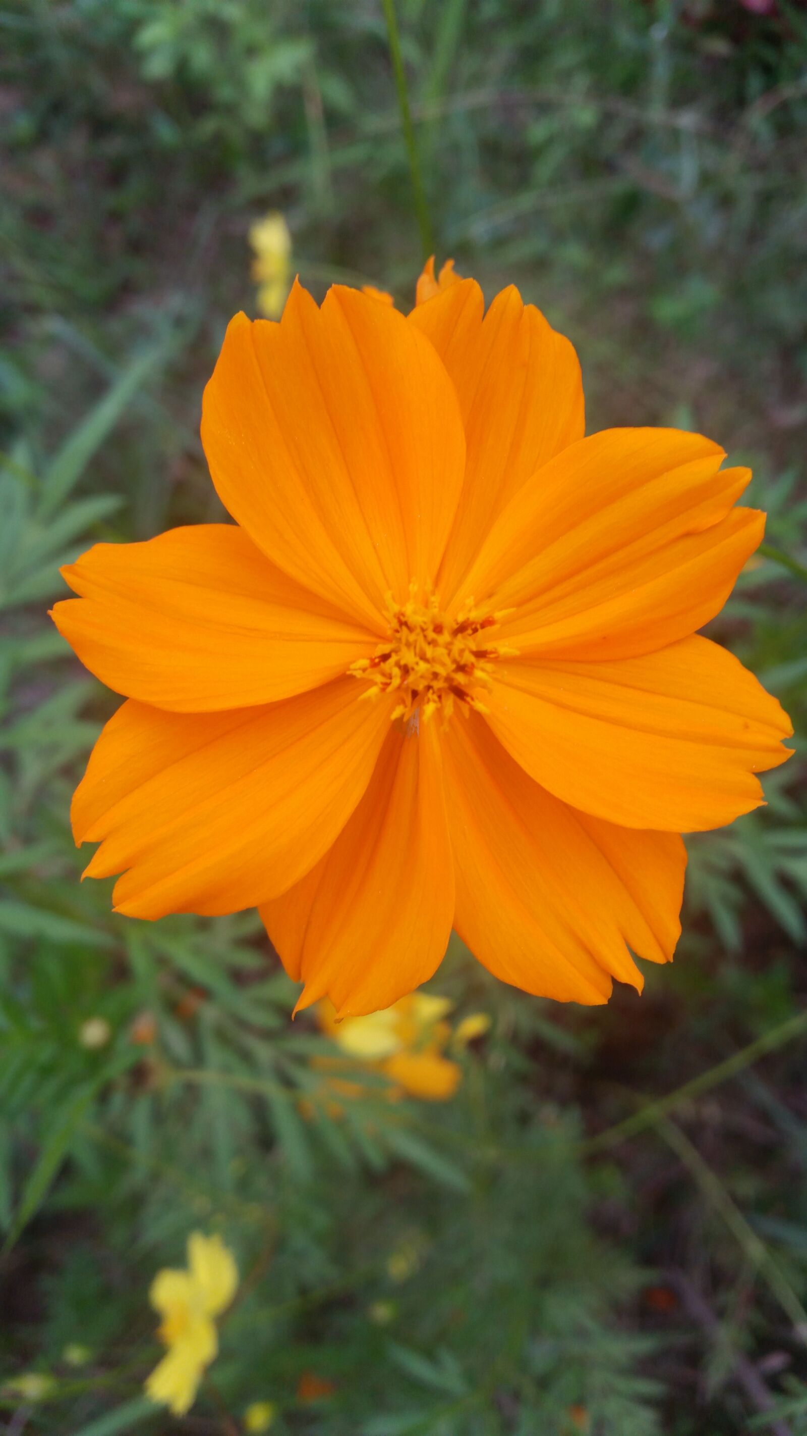Samsung Galaxy S5 sample photo. Flowers thailand, starburst, yellow photography