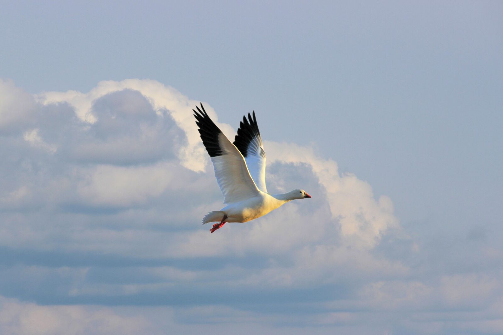 Canon EOS 600D (Rebel EOS T3i / EOS Kiss X5) sample photo. Goose, white, snowgoose photography