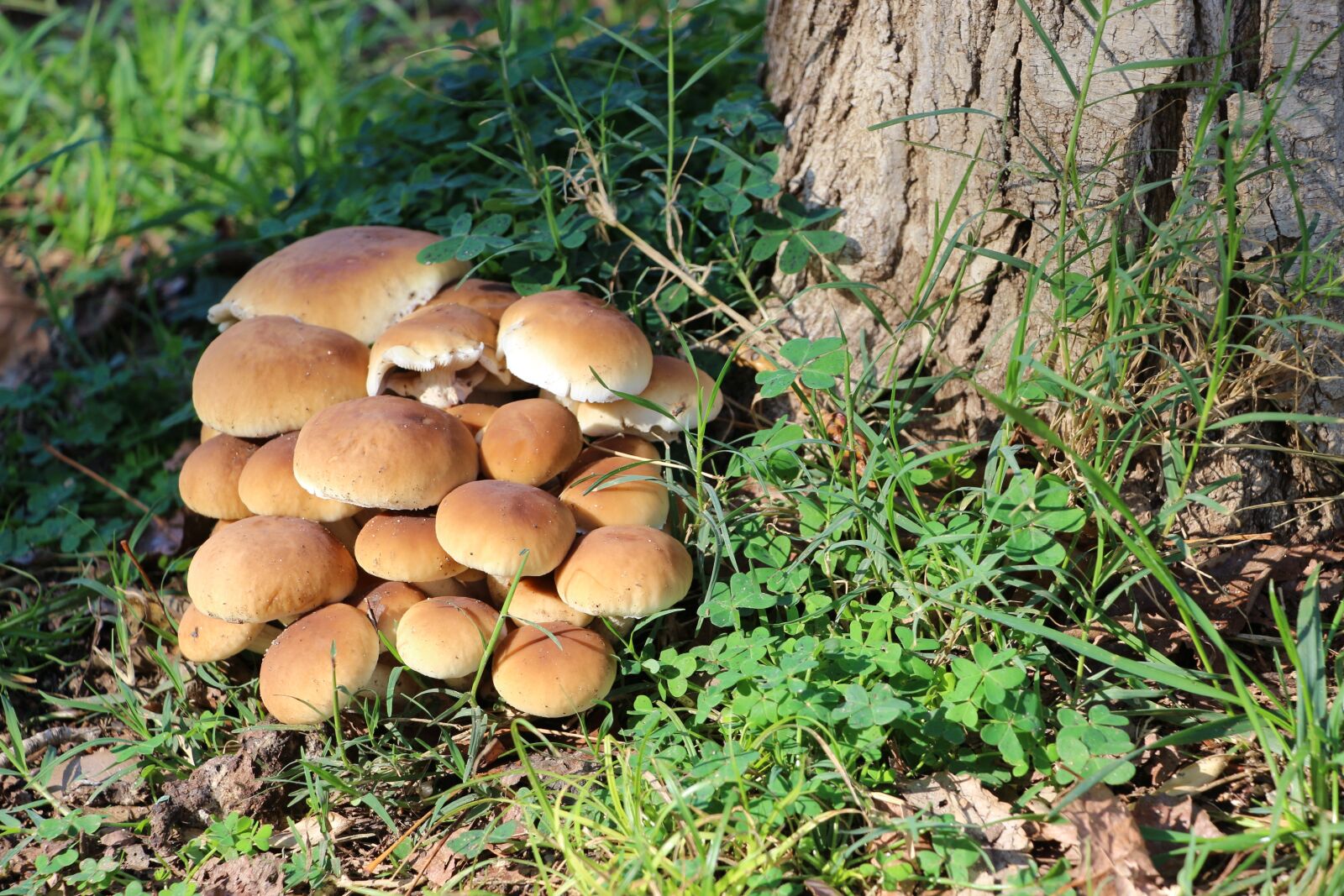 Canon EOS 700D (EOS Rebel T5i / EOS Kiss X7i) sample photo. Mushrooms, autumn, nature photography