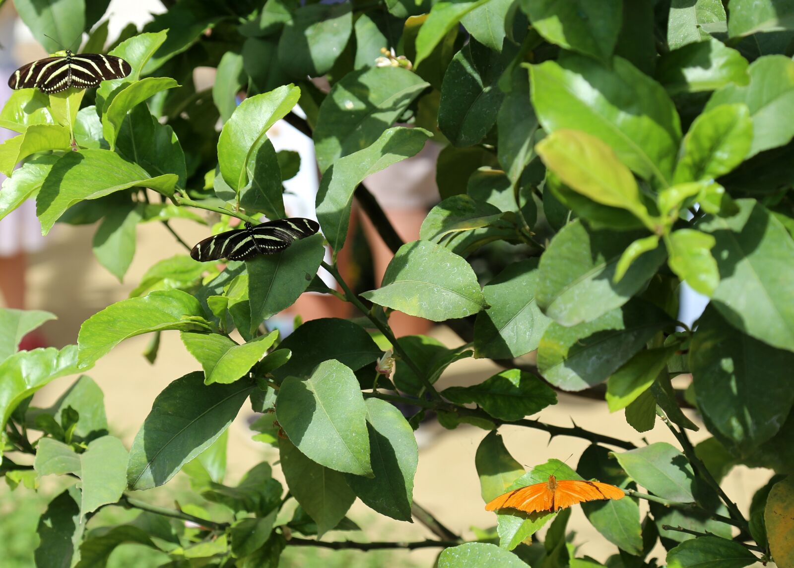 Canon EOS 6D + Canon EF 24-105mm F4L IS USM sample photo. Leaf, flora, nature photography