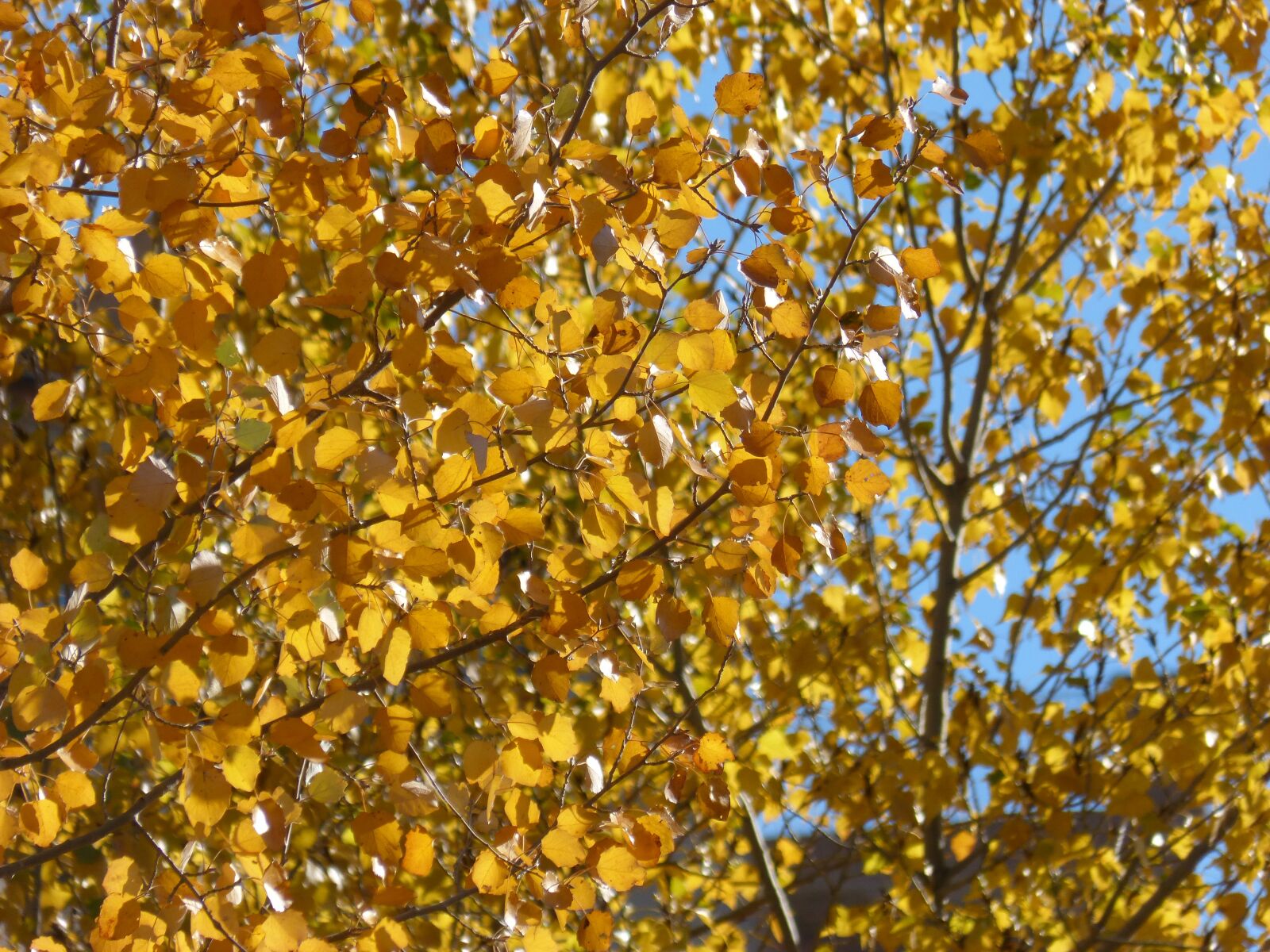 Panasonic DMC-FZ62 sample photo. Yellow leaves, poplars, populus photography