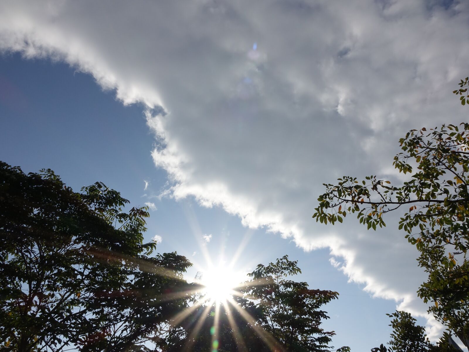 Sony Cyber-shot DSC-RX10 sample photo. Sunshine, a surname, woodland photography