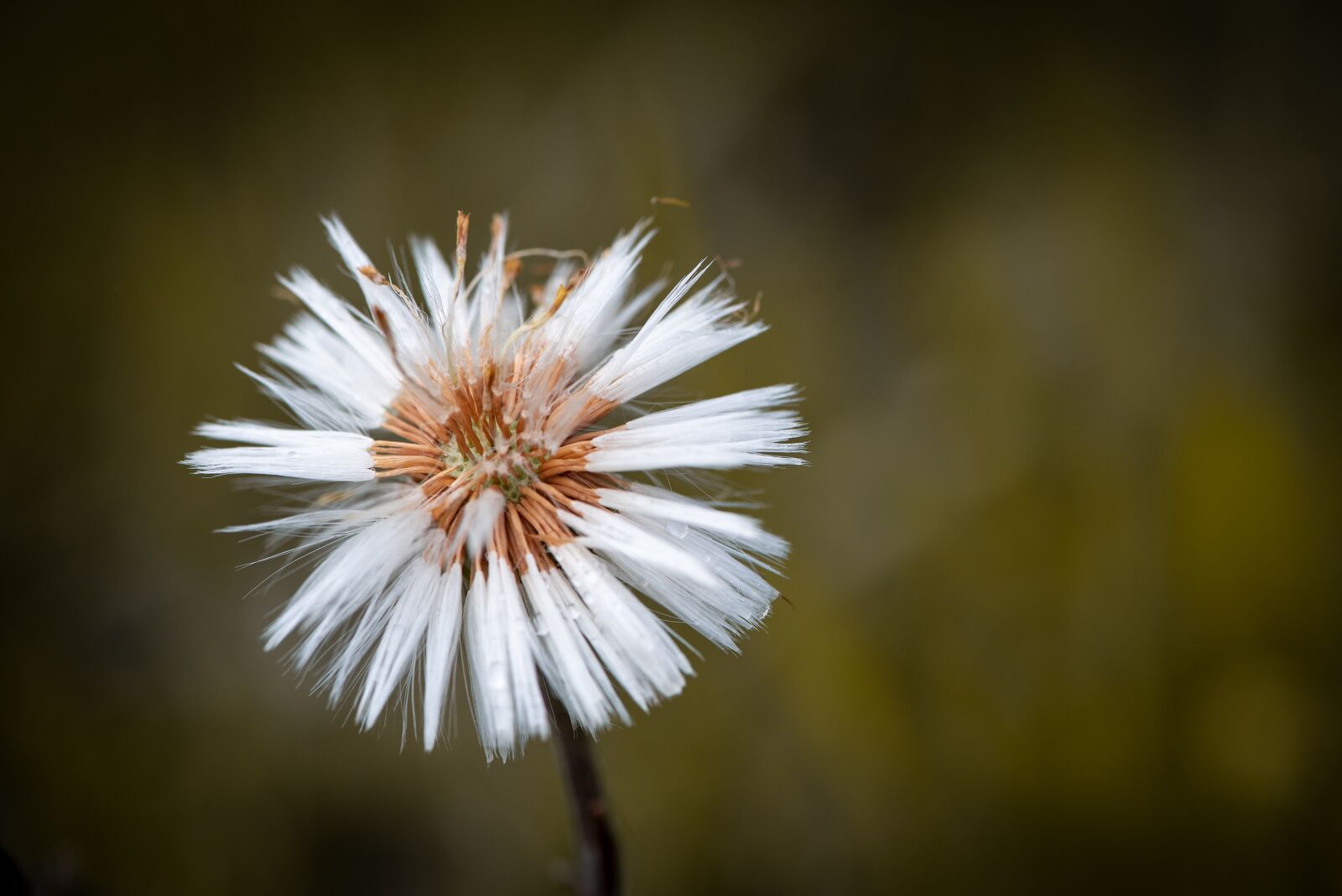 Nikon D750 sample photo. Dandelion, faded, nature photography
