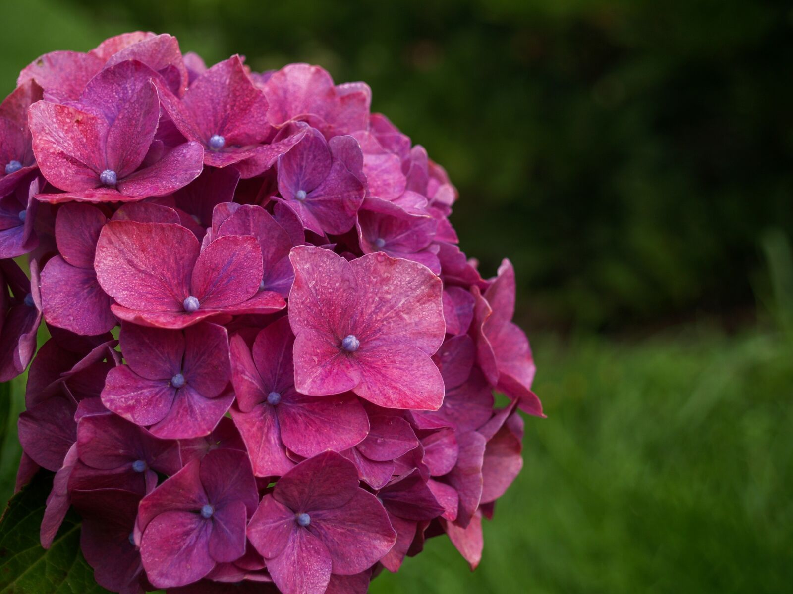 Olympus E-500 (EVOLT E-500) sample photo. Hydrangea, plant, garden photography