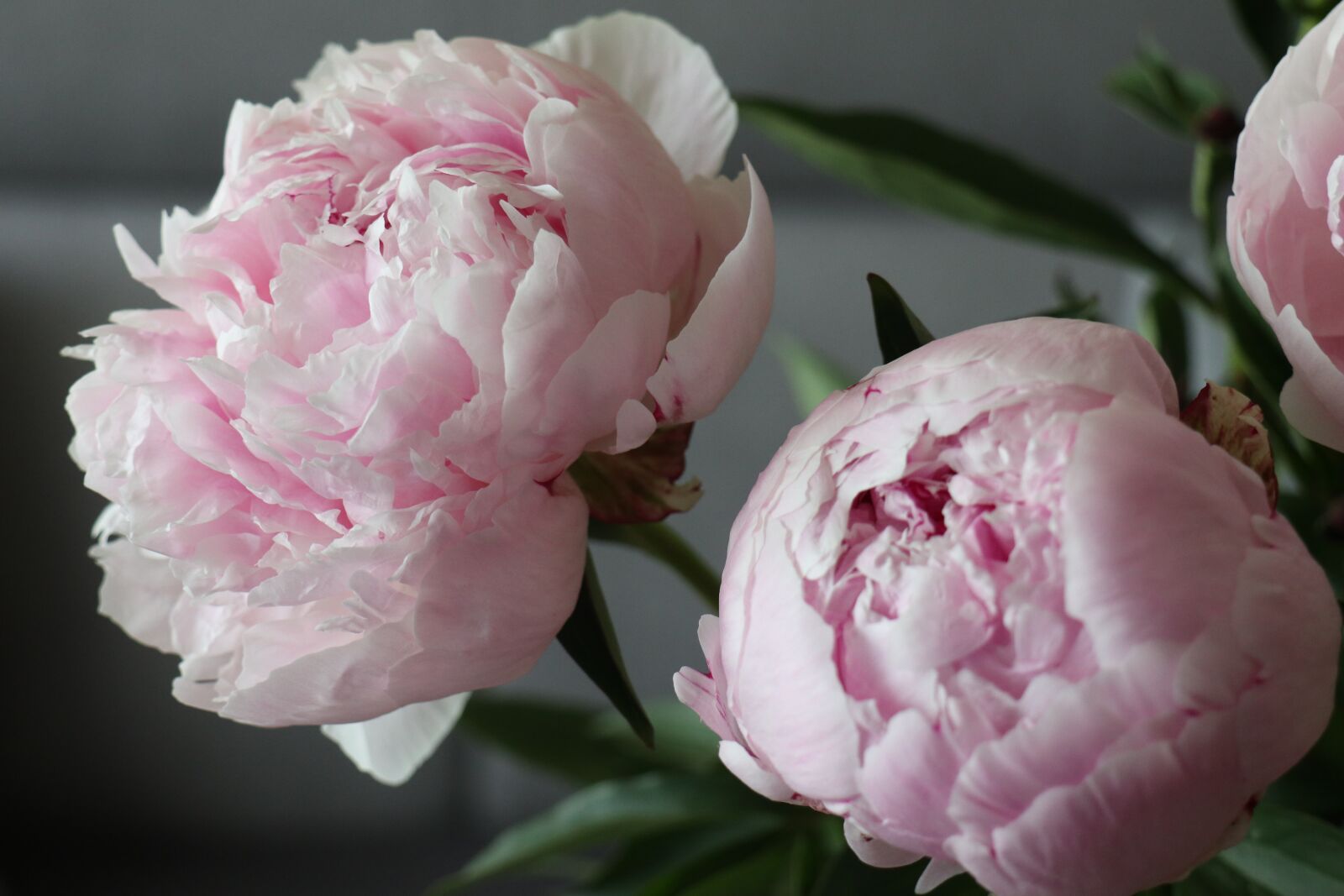 Canon EOS M6 sample photo. Spring, flowers, peonies photography
