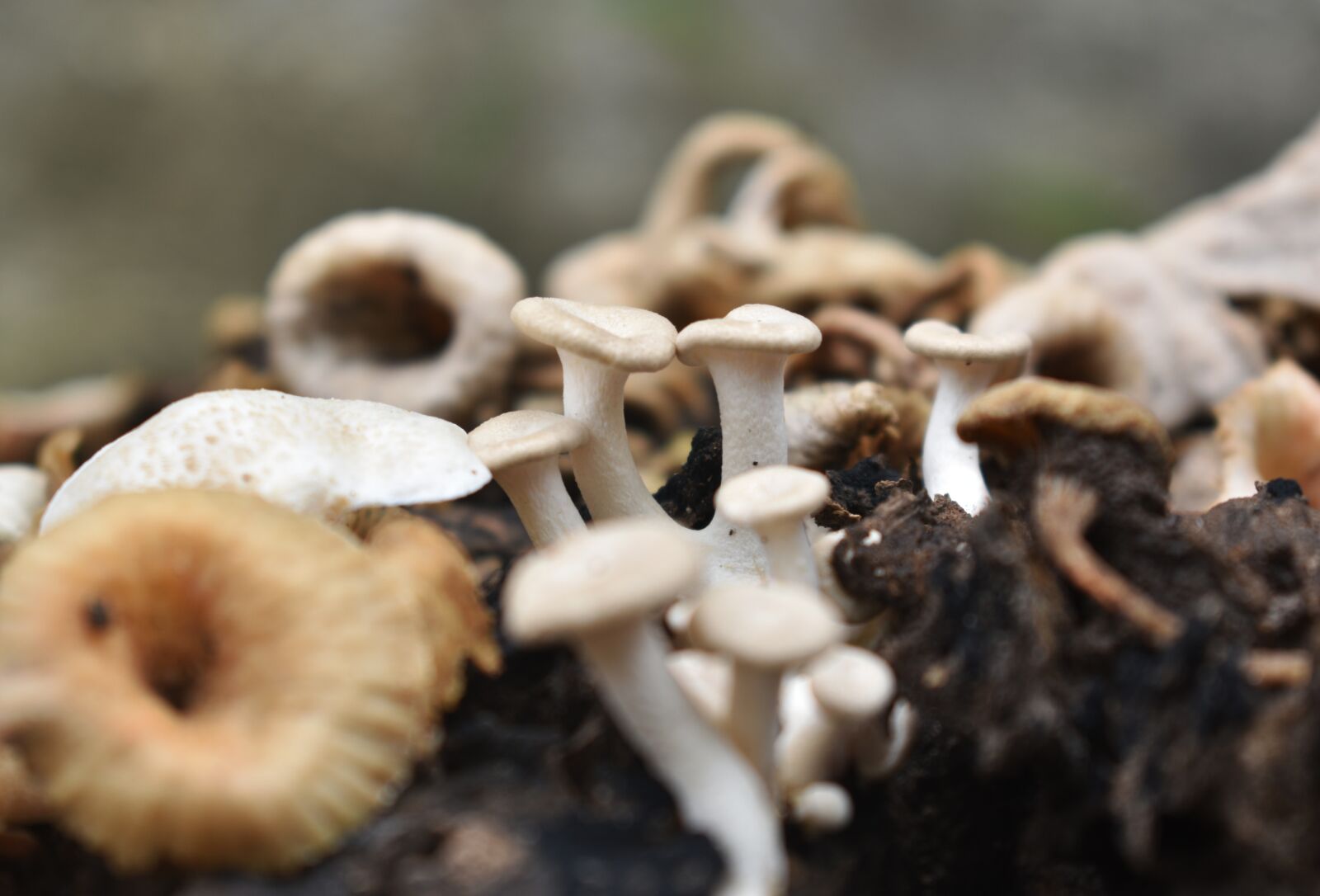 Nikon D3400 sample photo. Mushroom, moist, nature photography