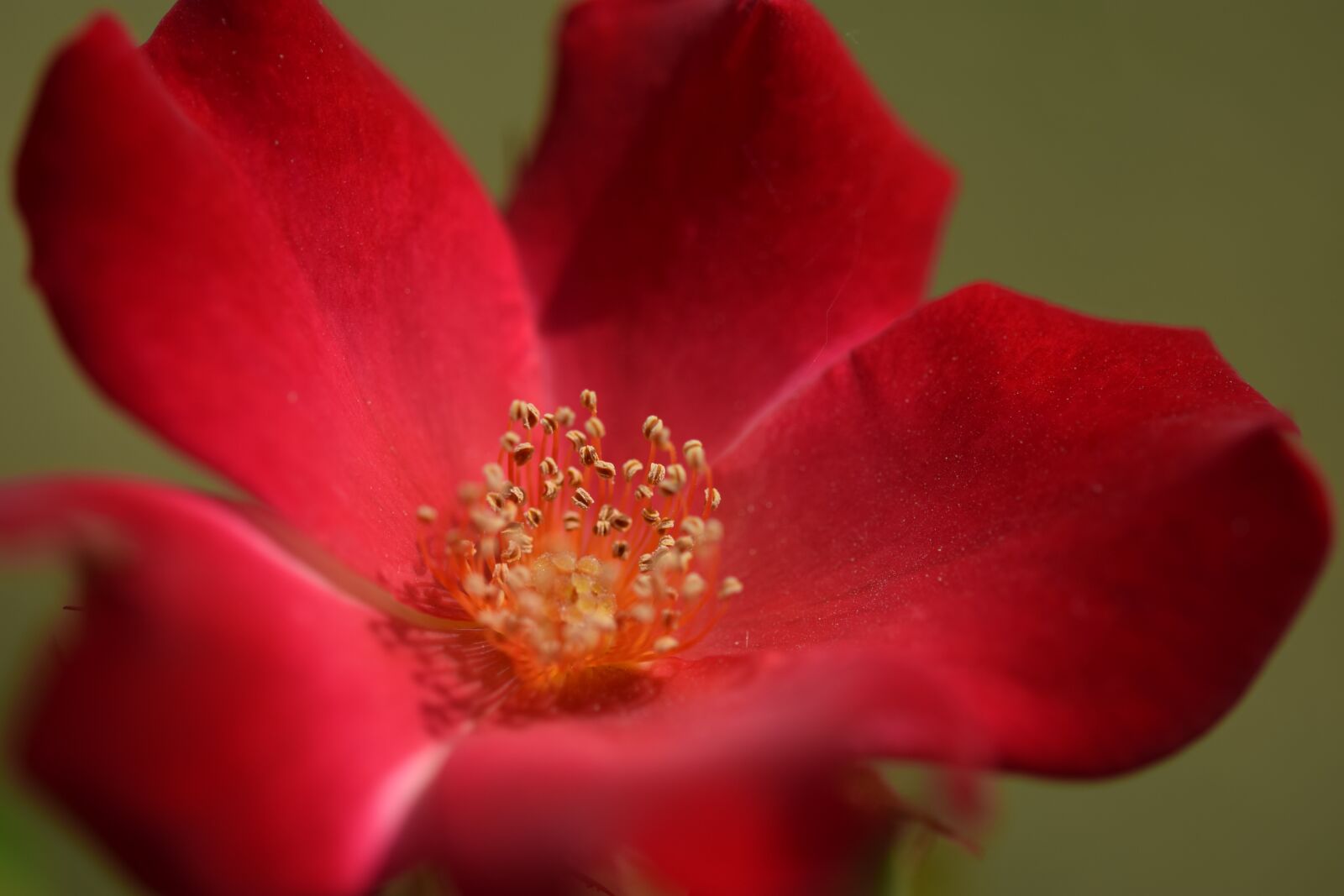 Nikon D3300 sample photo. Rose, red, blossom photography