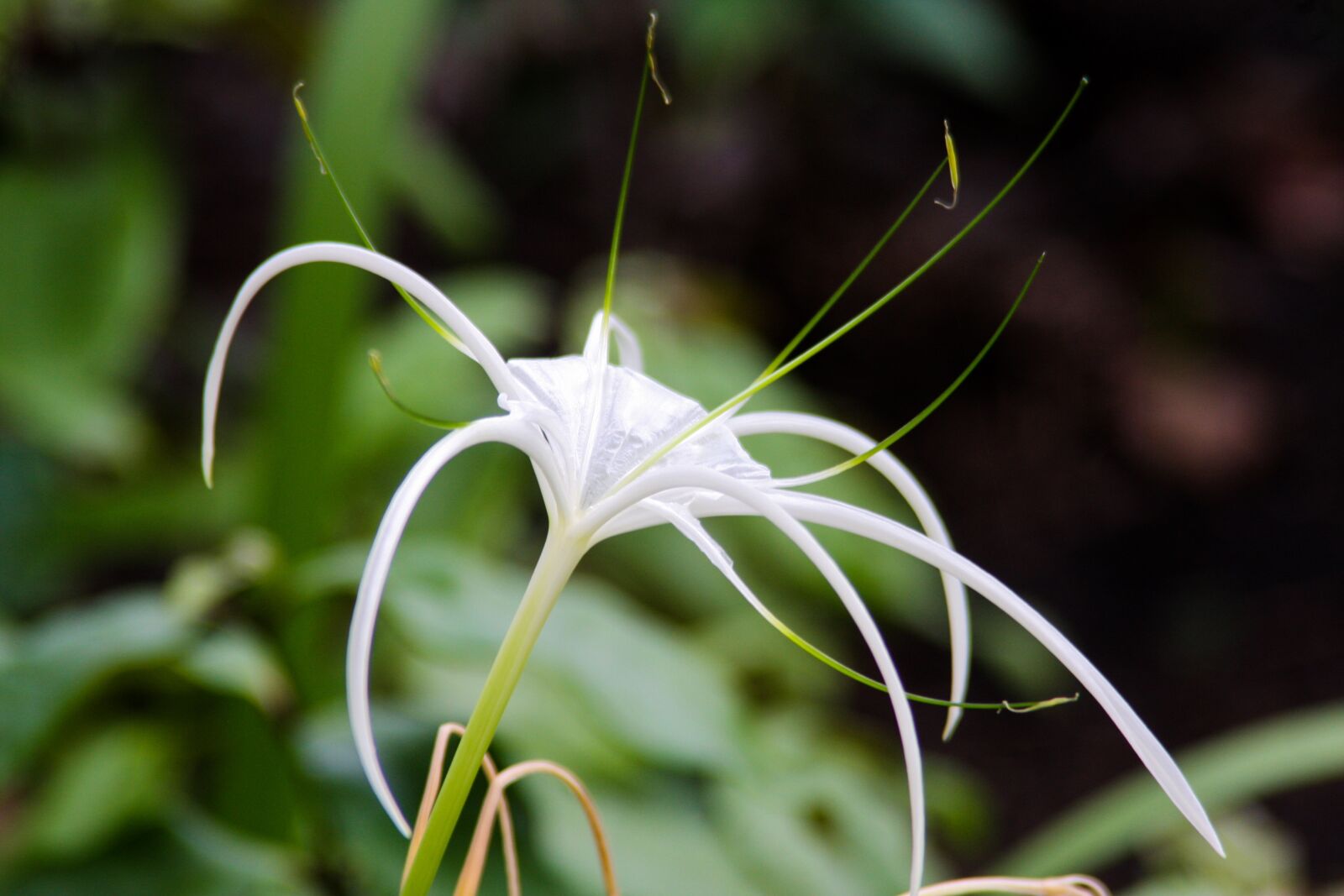 Canon EOS 40D sample photo. Flower, white, plant photography