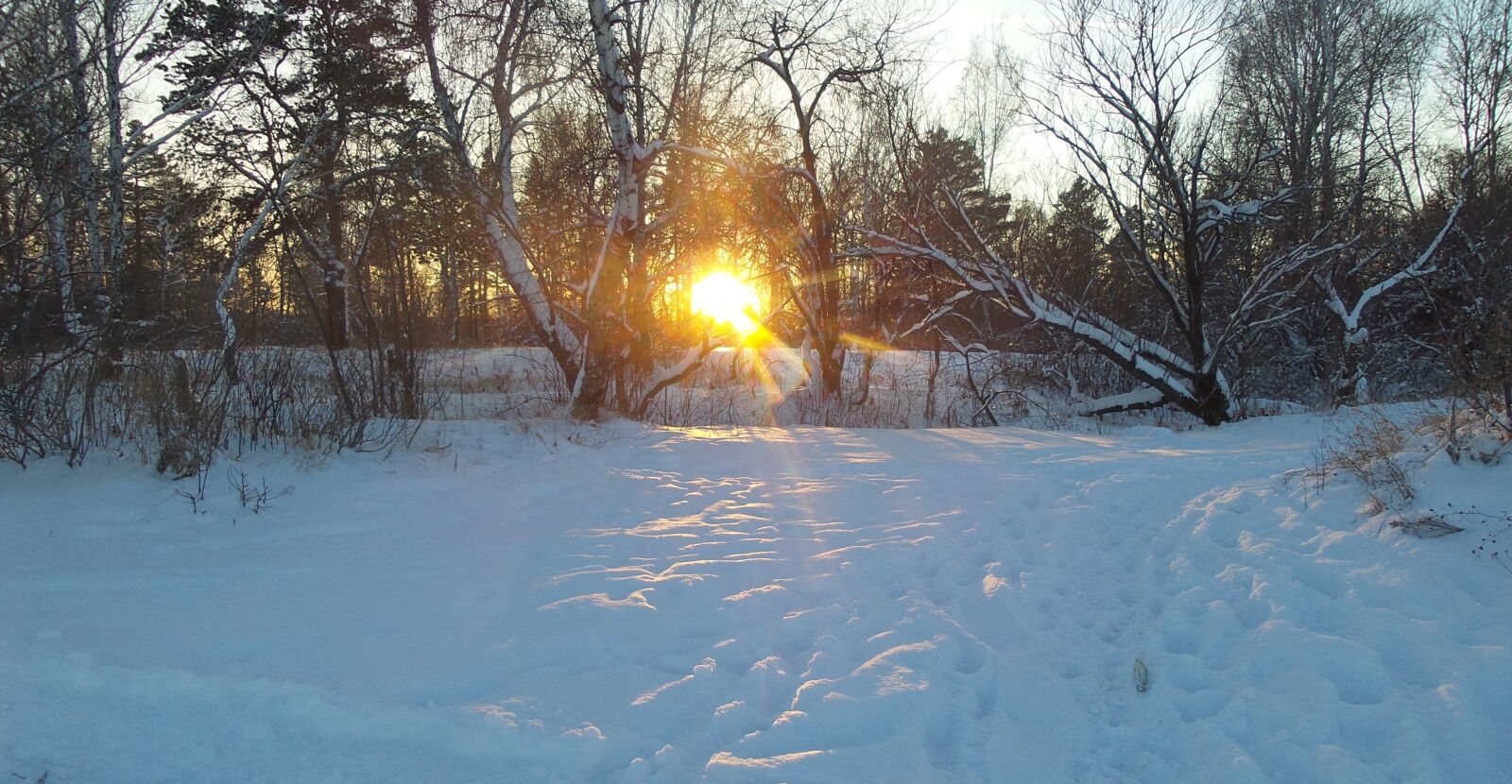 Samsung Galaxy S4 Zoom sample photo. Winter, forest, winter forest photography