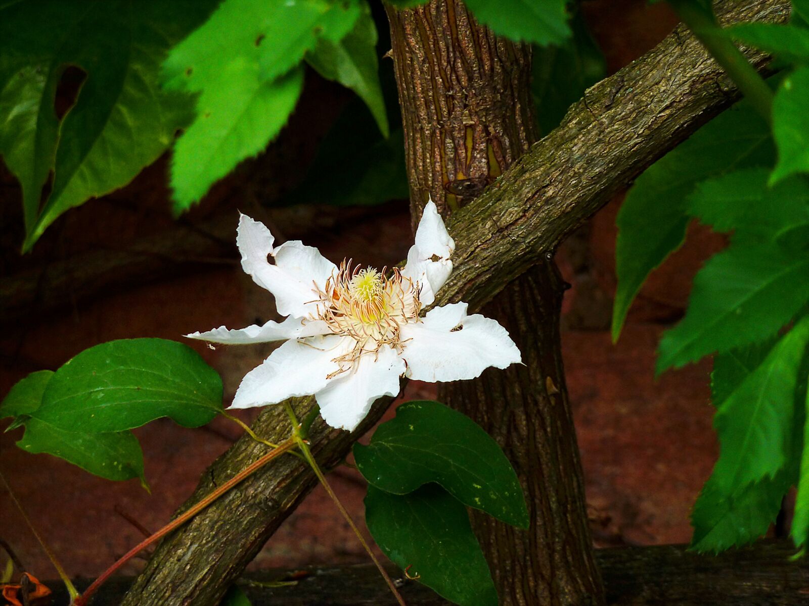 Panasonic DMC-TZ7 sample photo. Clematis, hahnenfu gew chs photography