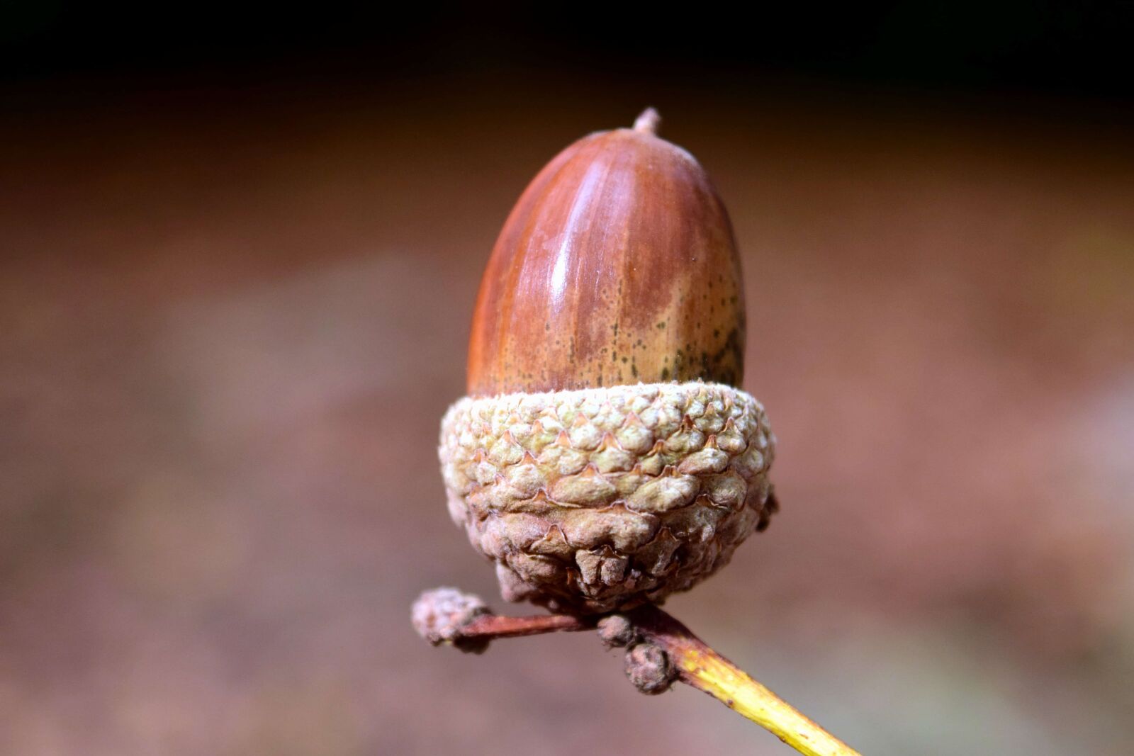 Nikon D3300 sample photo. Acorn, wood, nature, plant photography