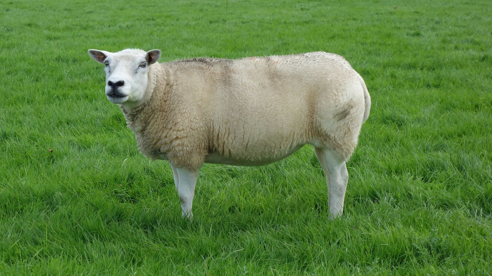 Sony Cyber-shot DSC-RX100 sample photo. Sheep, pasture, landscape photography