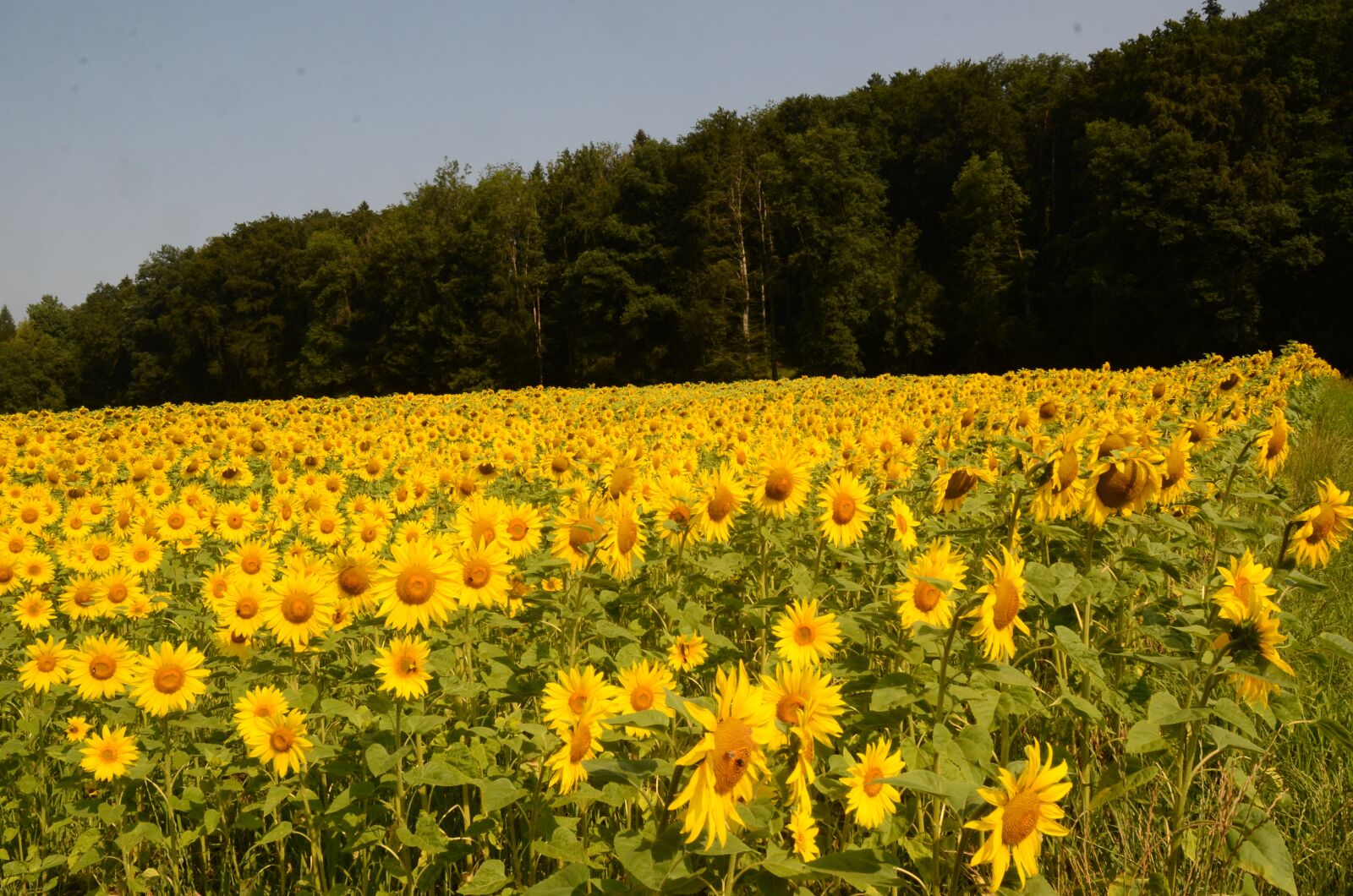 Nikon D7000 sample photo. Sunflowers, summer, flower photography