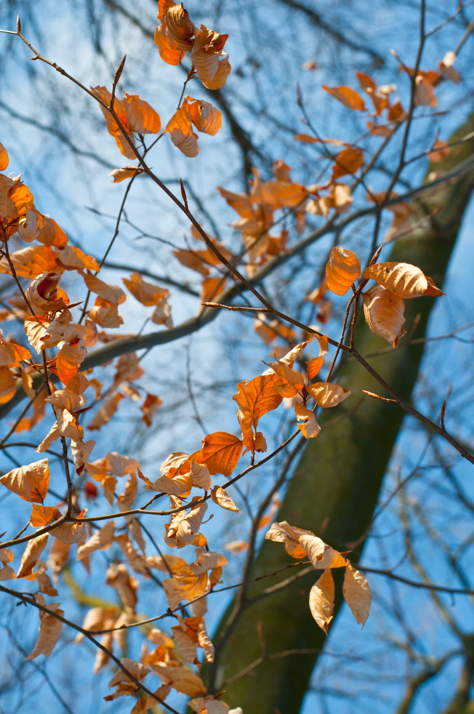 Nikon D5000 sample photo. Forest, winter, snow photography