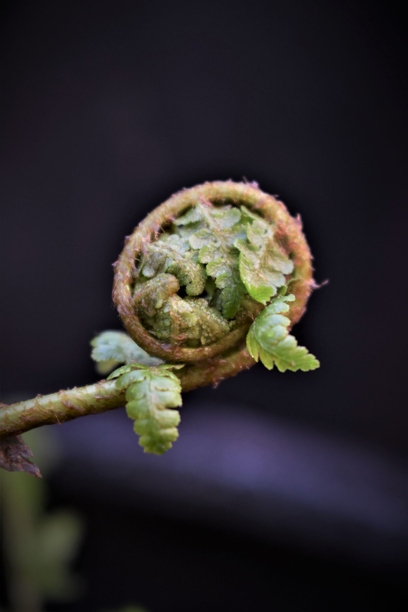 Nikon D5500 sample photo. Fern, fern leaf, leaf photography