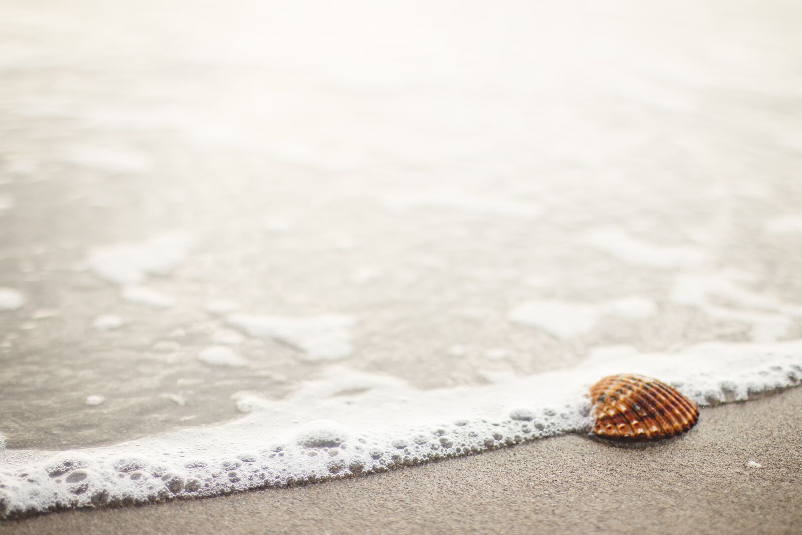 Canon EOS 70D + Canon EF 50mm F1.4 USM sample photo. Sea shell, beach, sand photography