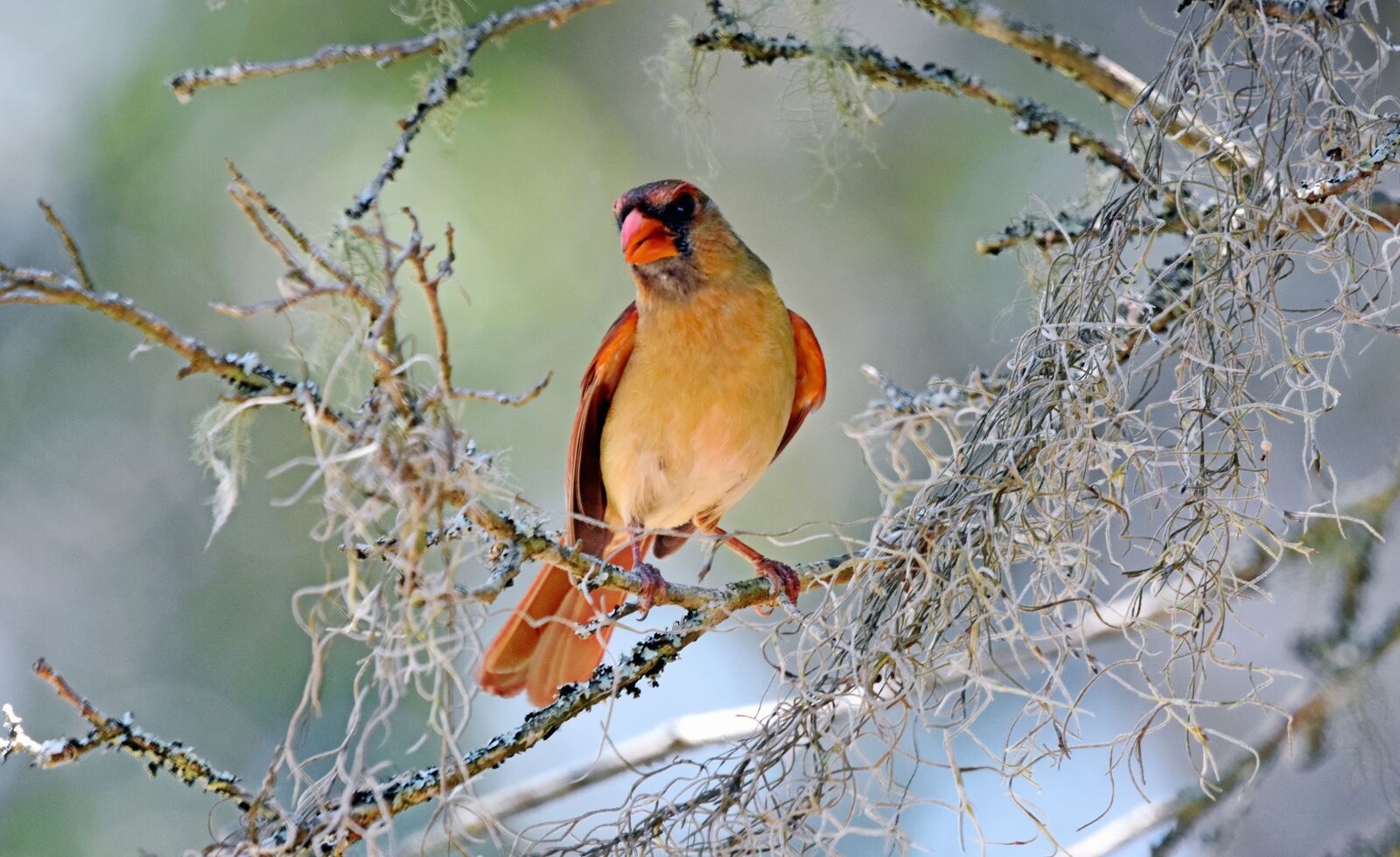 Nikon D7200 sample photo. Cardinal, female, bird photography