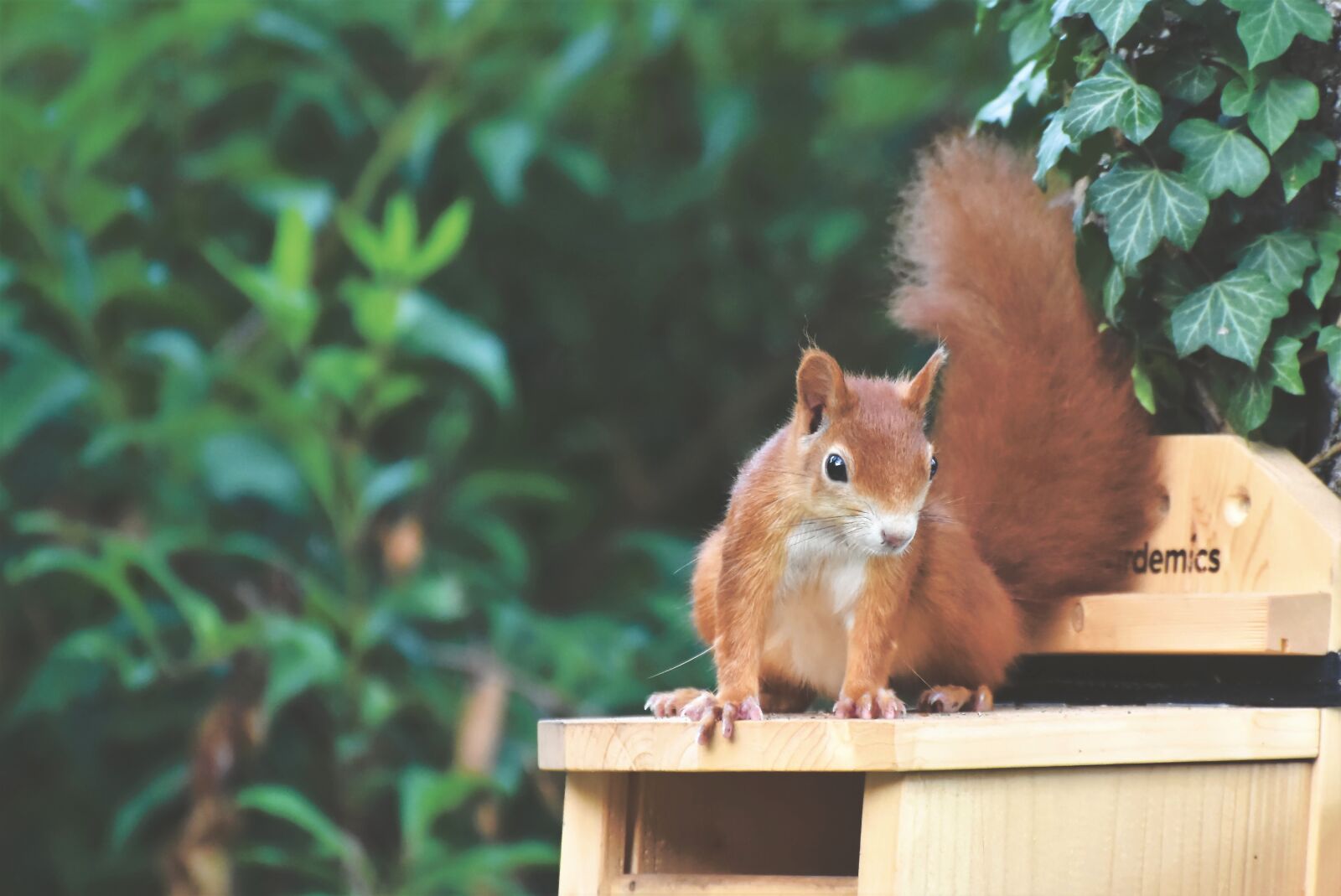 Nikon D7200 sample photo. Squirrel, verifiable kitten, rodent photography
