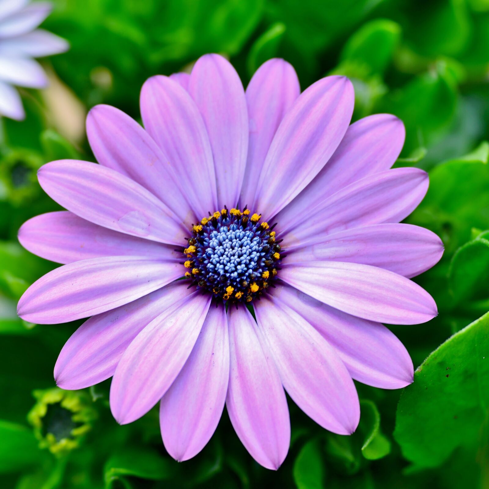 Nikon D600 sample photo. Flower, osteospermum, nature photography