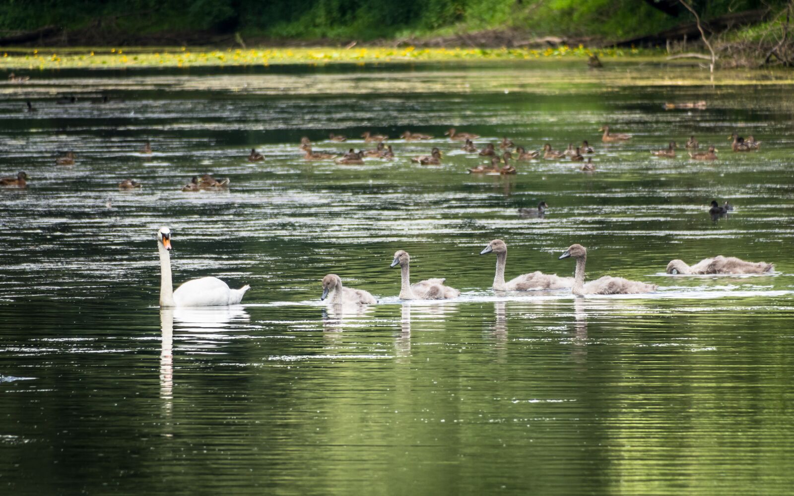 Canon PowerShot G3 X sample photo. Swans, young swans, bird photography