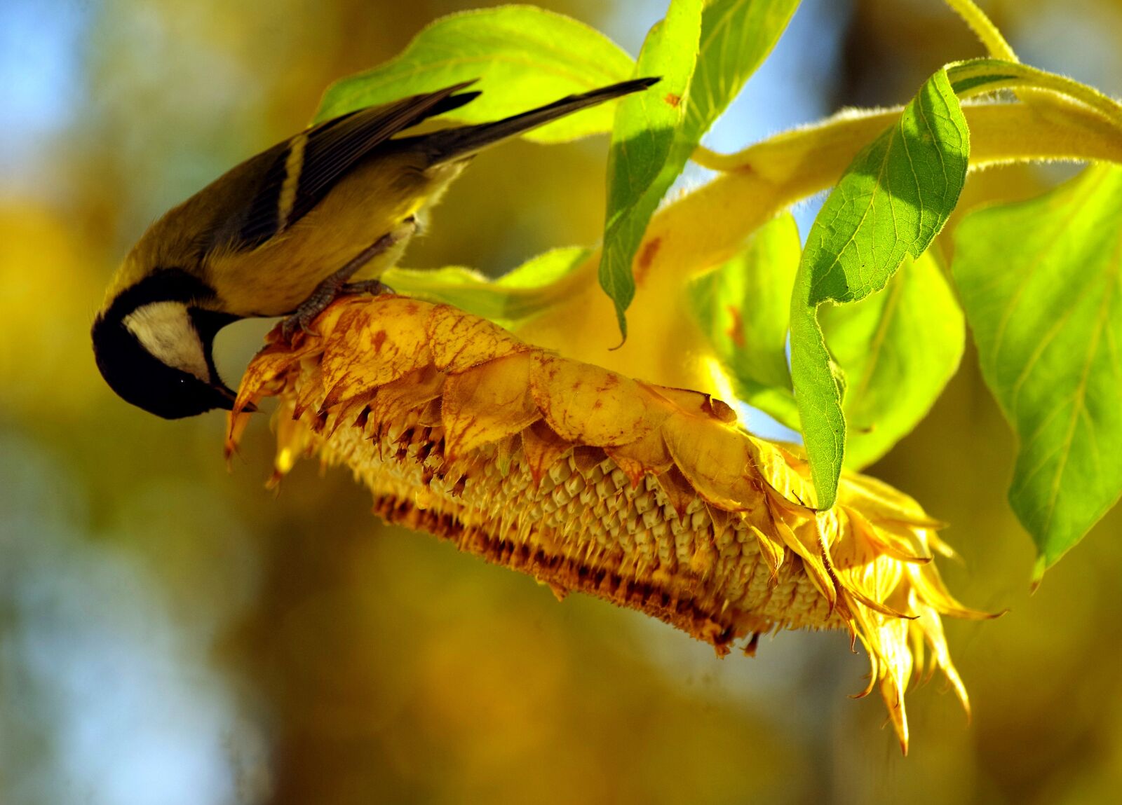 Pentax K-30 sample photo. Tit, sunflower, bird photography