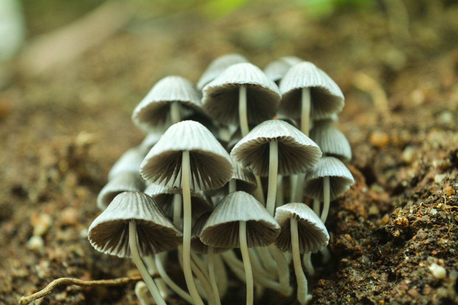 Nikon D5200 sample photo. Dark, green, green, mushroom photography