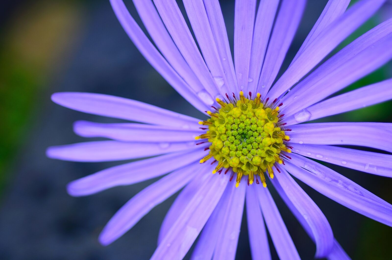 Nikon D7000 sample photo. Flower, nature, natural photography