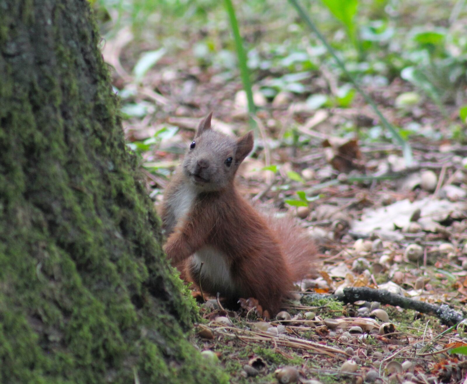 Canon EOS 550D (EOS Rebel T2i / EOS Kiss X4) sample photo. Squirrel, eurasian squirrel, chipmunk photography