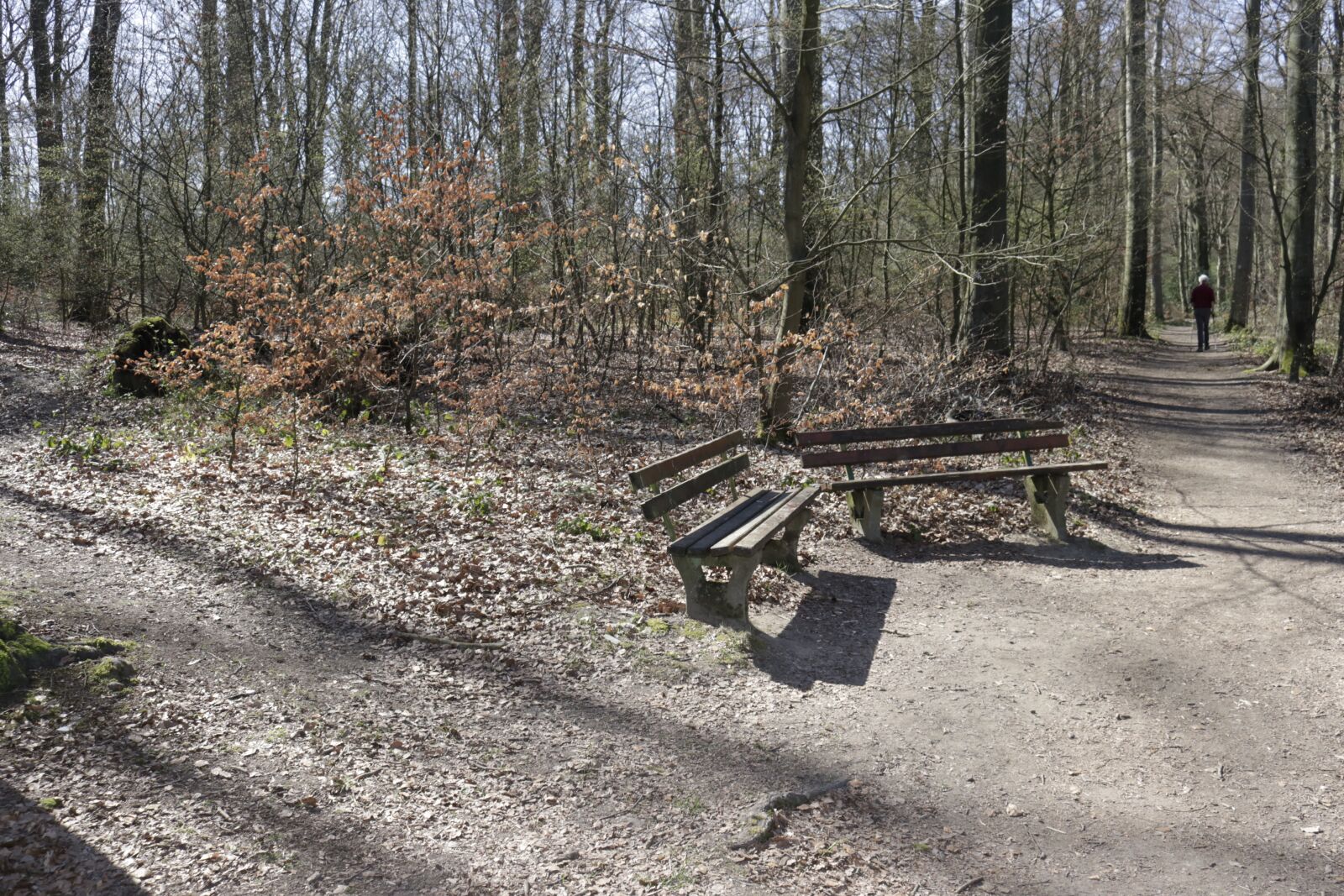 Canon EOS 80D sample photo. Bench, forest, go for photography