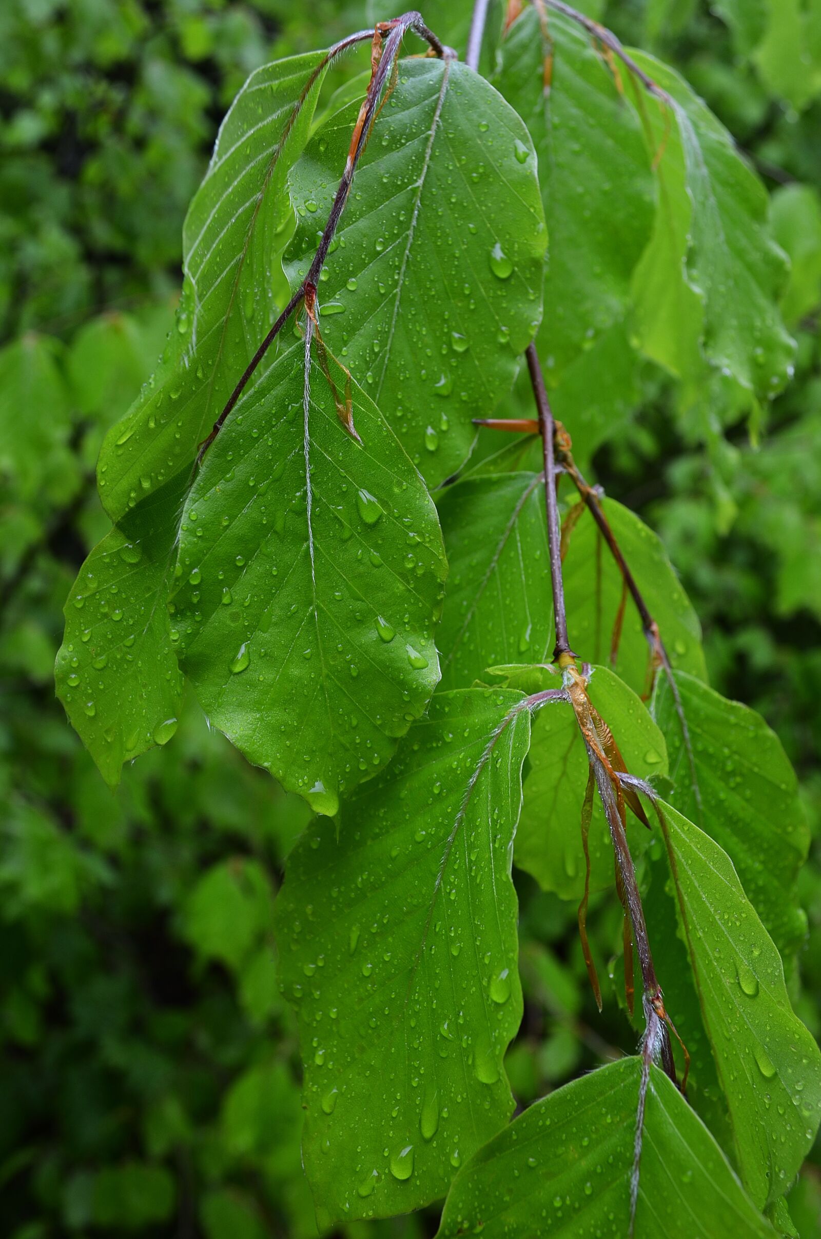 Nikon D5100 sample photo. Foliage, tree, forest photography