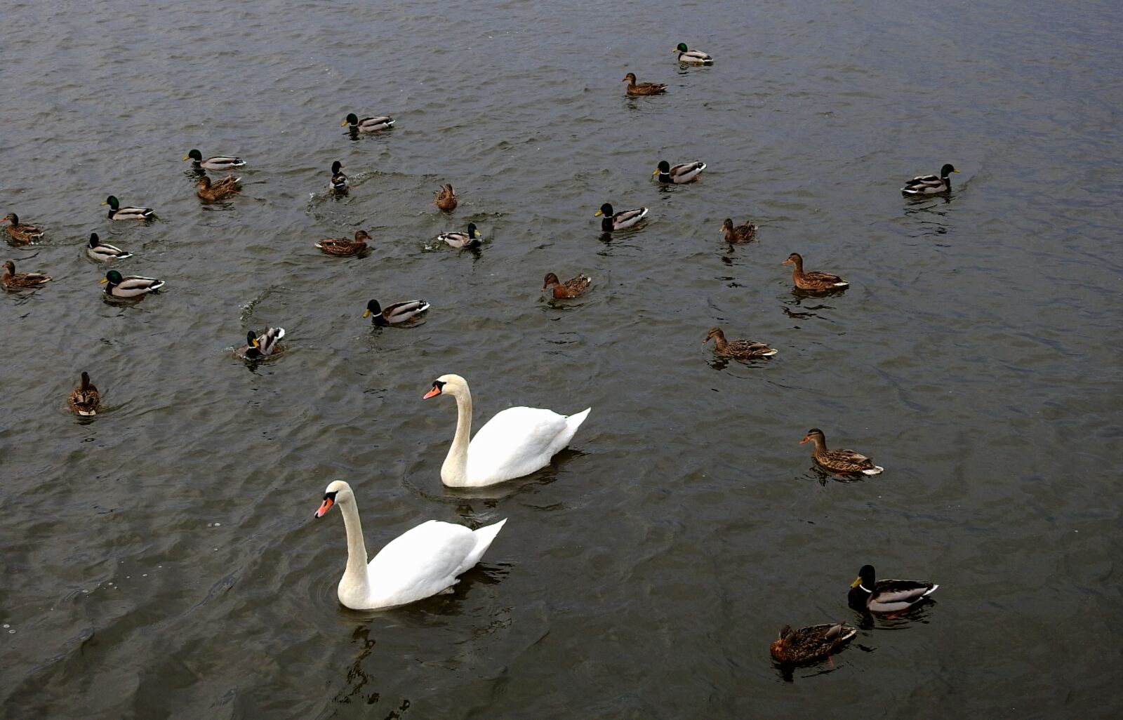 Nikon Coolpix P900 sample photo. Birds, swans, ducks photography