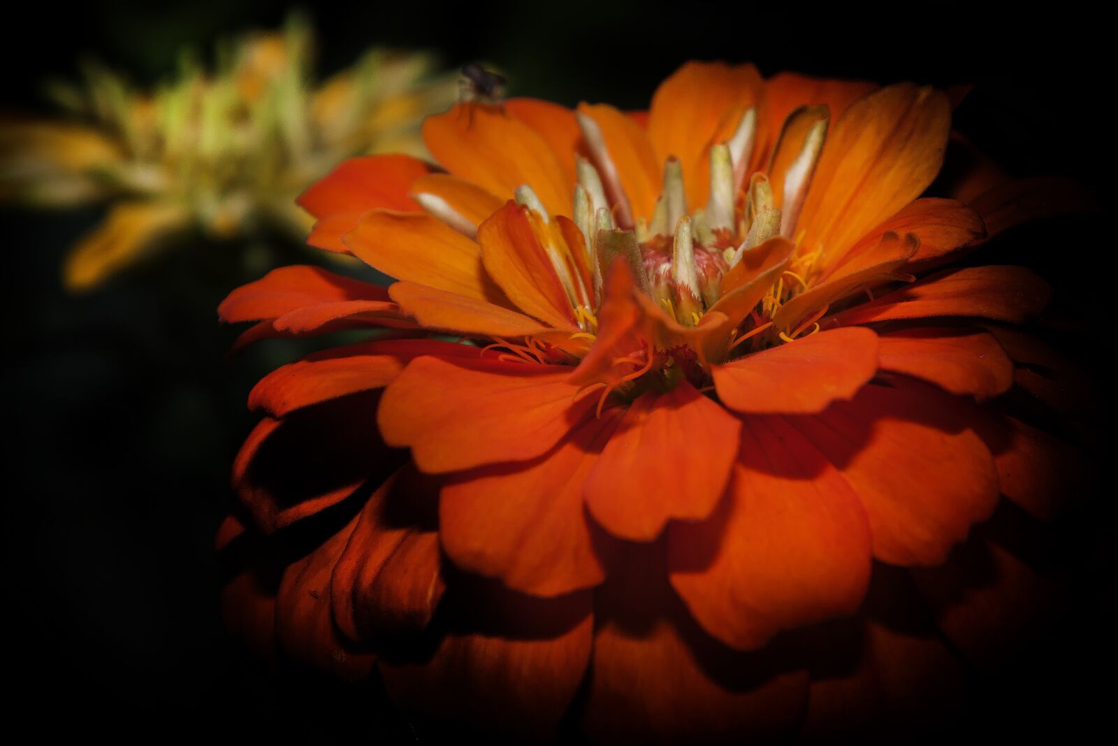 Canon EOS 50D + Canon EF 24-105mm F4L IS USM sample photo. Zinie, flower, blossom photography
