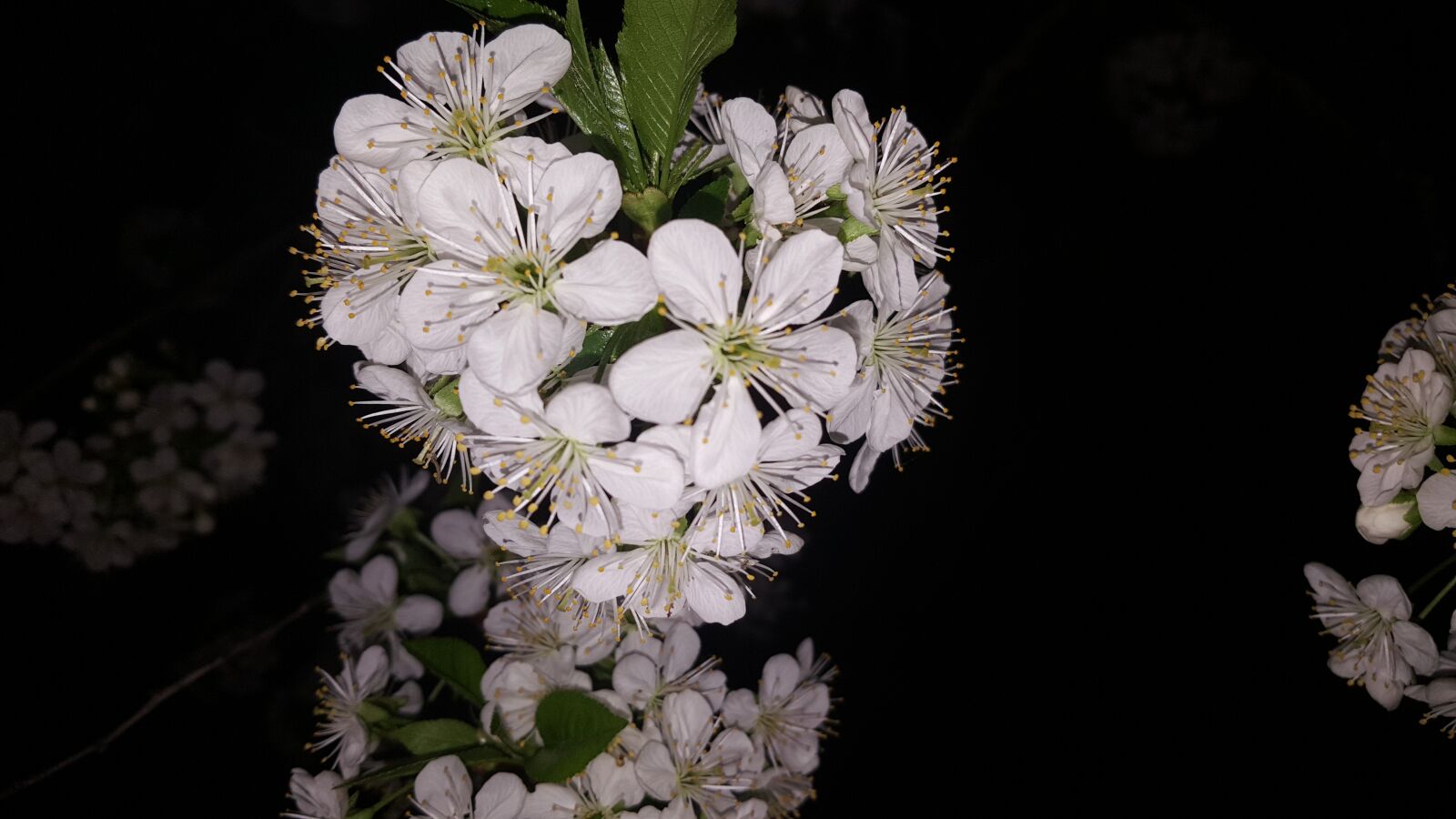 Samsung Galaxy Note5 sample photo. Flower, plant, nature photography