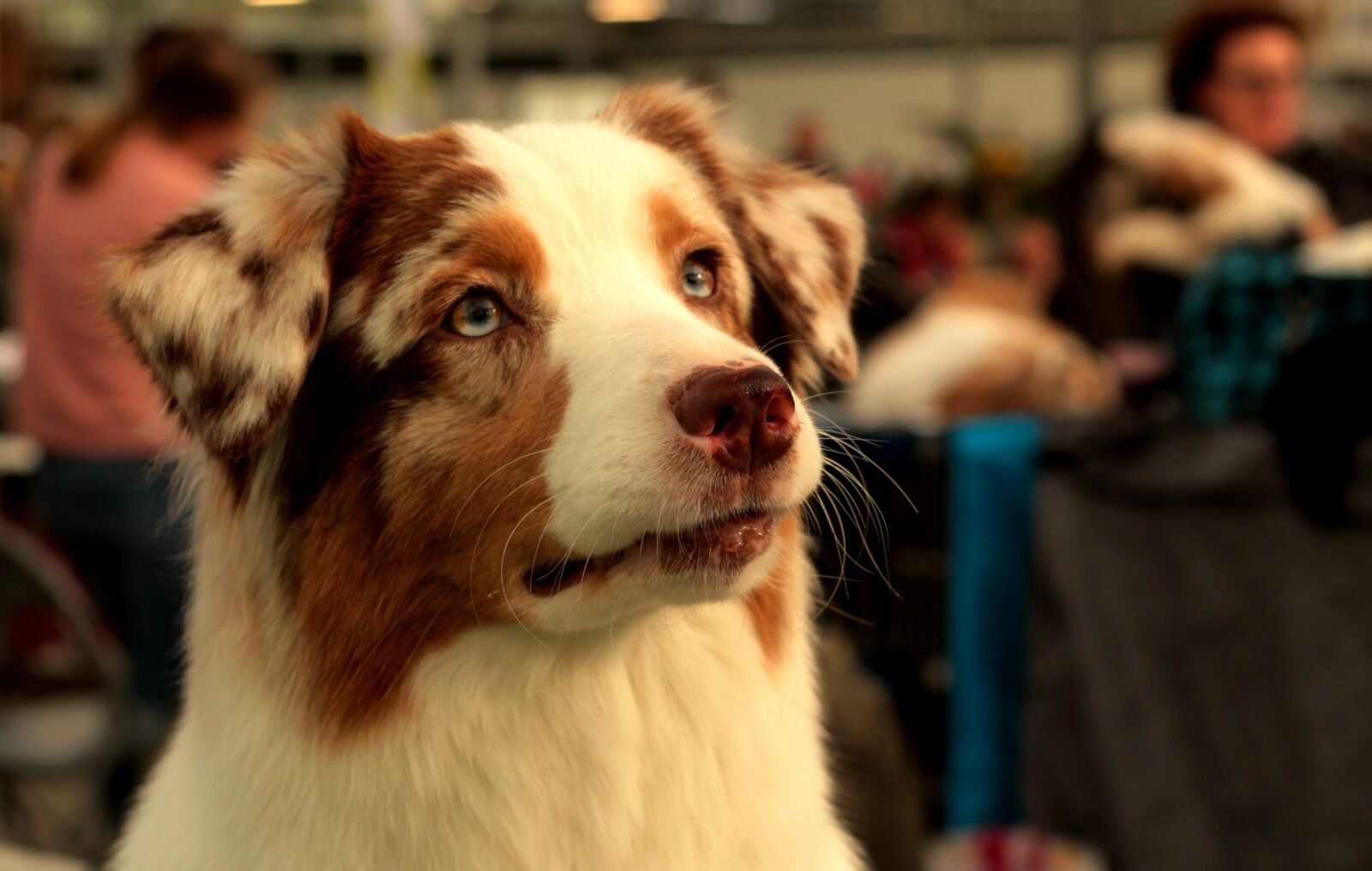 Canon EOS 600D (Rebel EOS T3i / EOS Kiss X5) + Canon EF 50mm F1.8 STM sample photo. Hondenportret, fur, dog photography