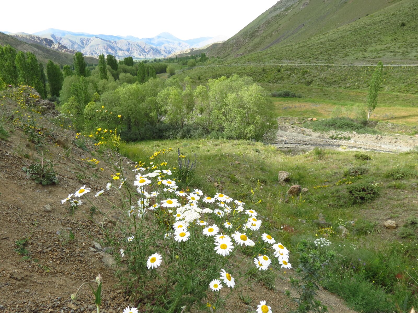 Canon PowerShot SX40 HS sample photo. Daisy, oltu, erzurum photography