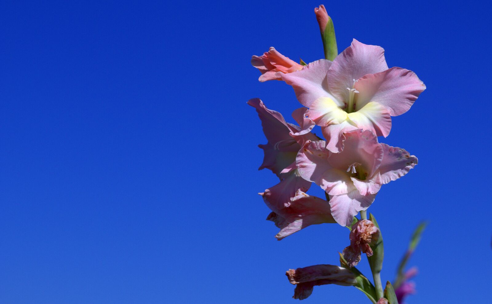 Canon EOS 1200D (EOS Rebel T5 / EOS Kiss X70 / EOS Hi) + Canon EF 50mm F1.8 STM sample photo. Gladiolus, iridaceae, violet photography