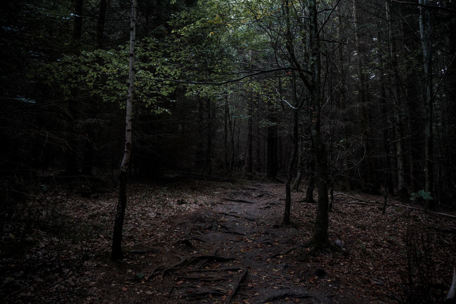 Sony a7 III + Tamron 17-28mm F2.8 Di III RXD sample photo. Forest, gloomy, creepy photography