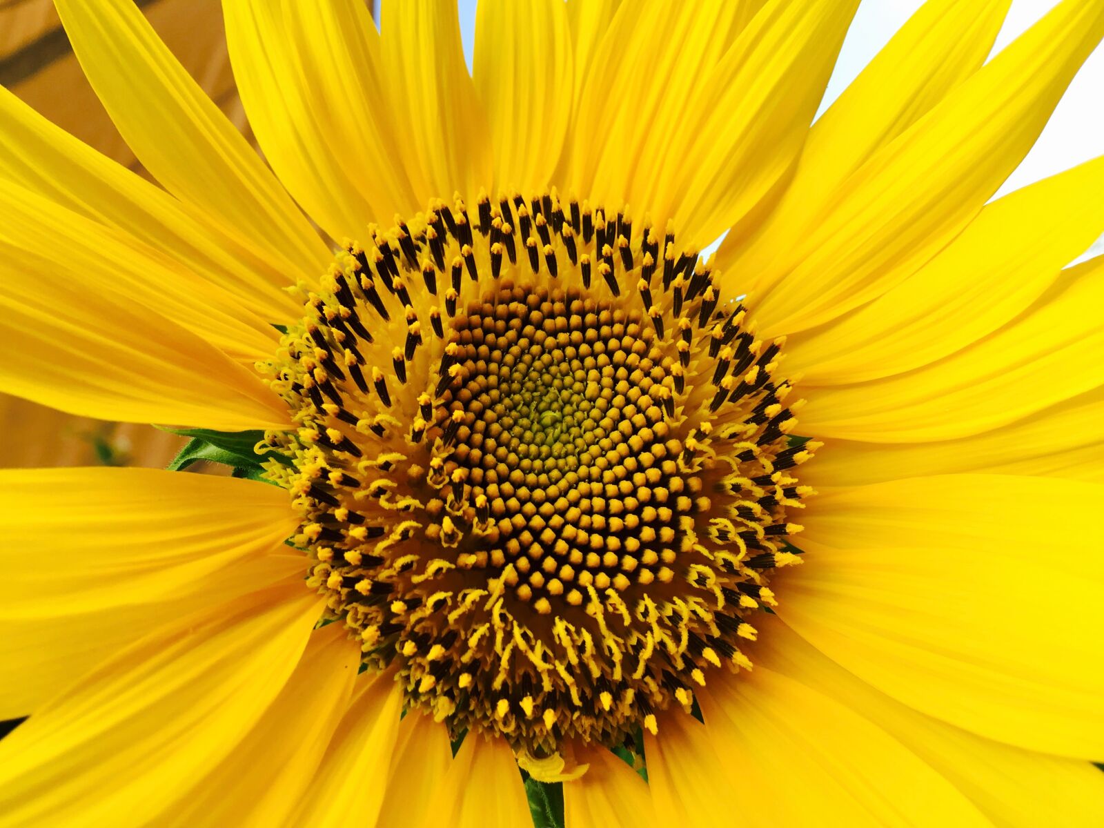 Apple iPhone 6s Plus sample photo. Greece, sunflower photography