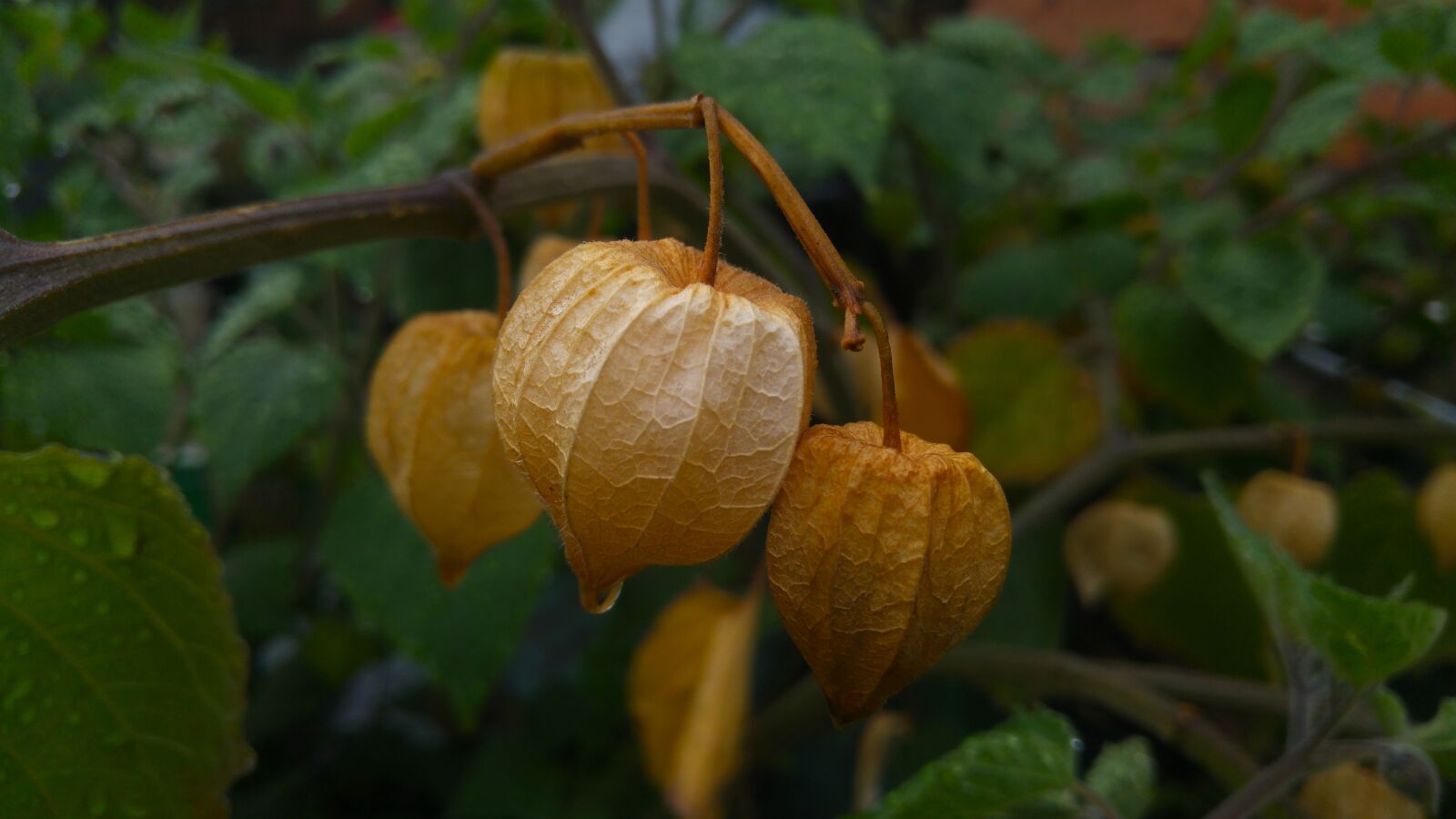 LG G4 sample photo. Uvilla, fruit, leaf photography
