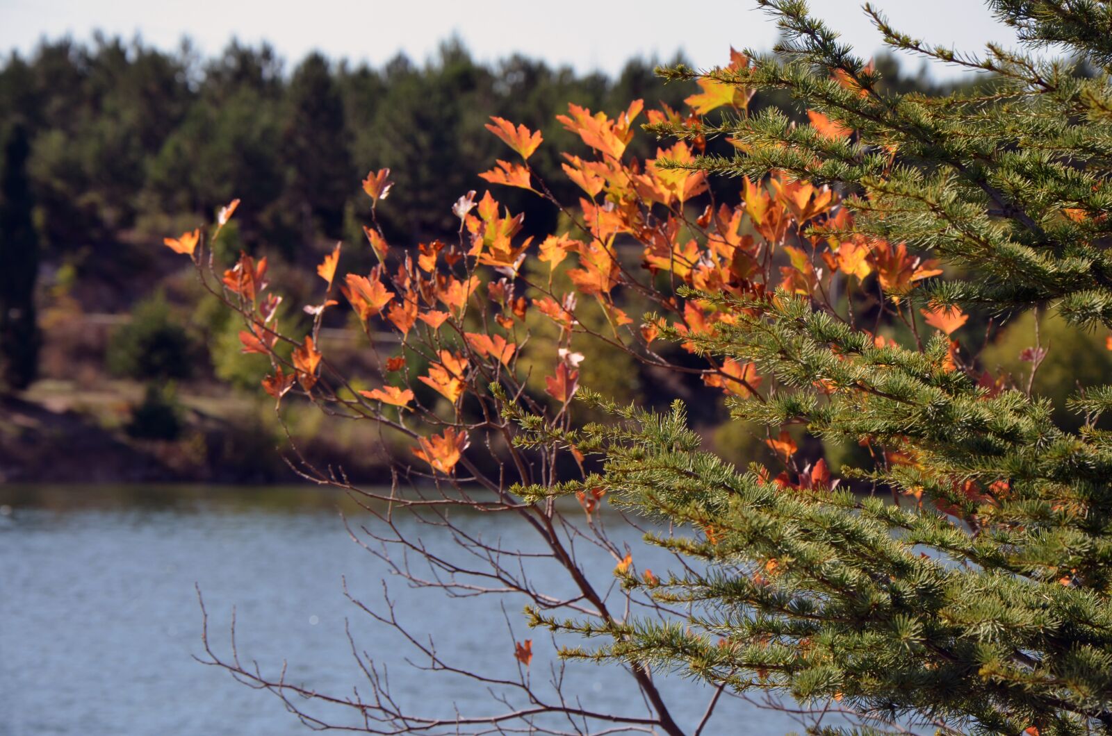 Nikon D7000 sample photo. Nature, natural, autumn photography