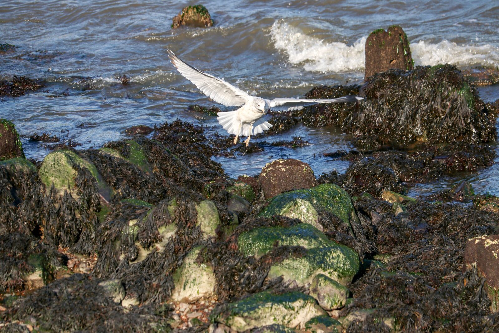 Canon EF-S 55-250mm F4-5.6 IS STM sample photo. Seagull, bird, rocks photography