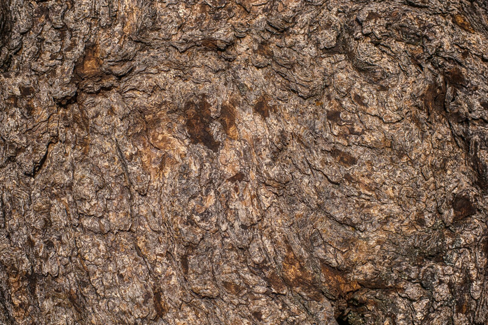 Nikon D3300 sample photo. Bark, tree, wood photography