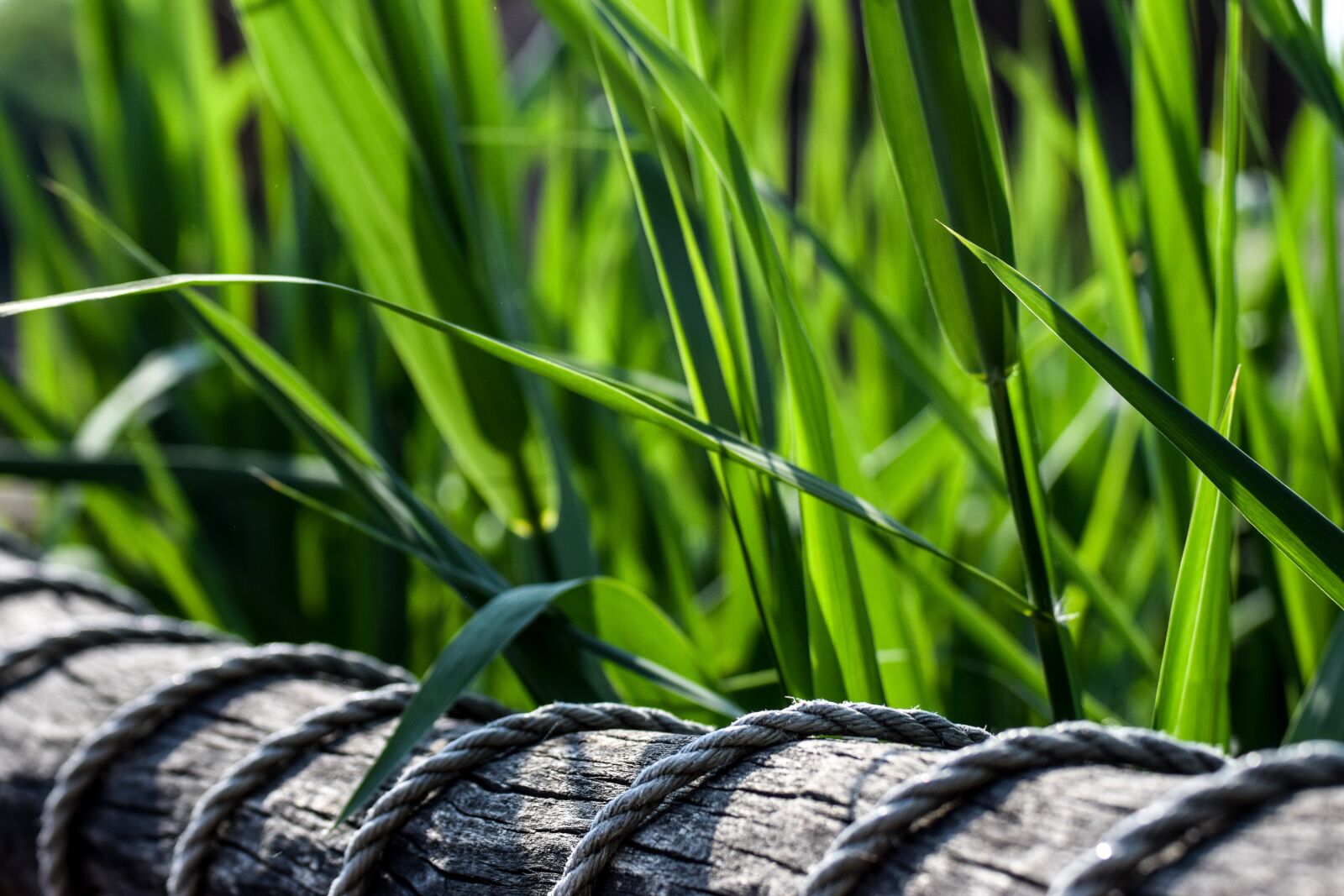 Nikon D5300 sample photo. Green, nature, wood photography
